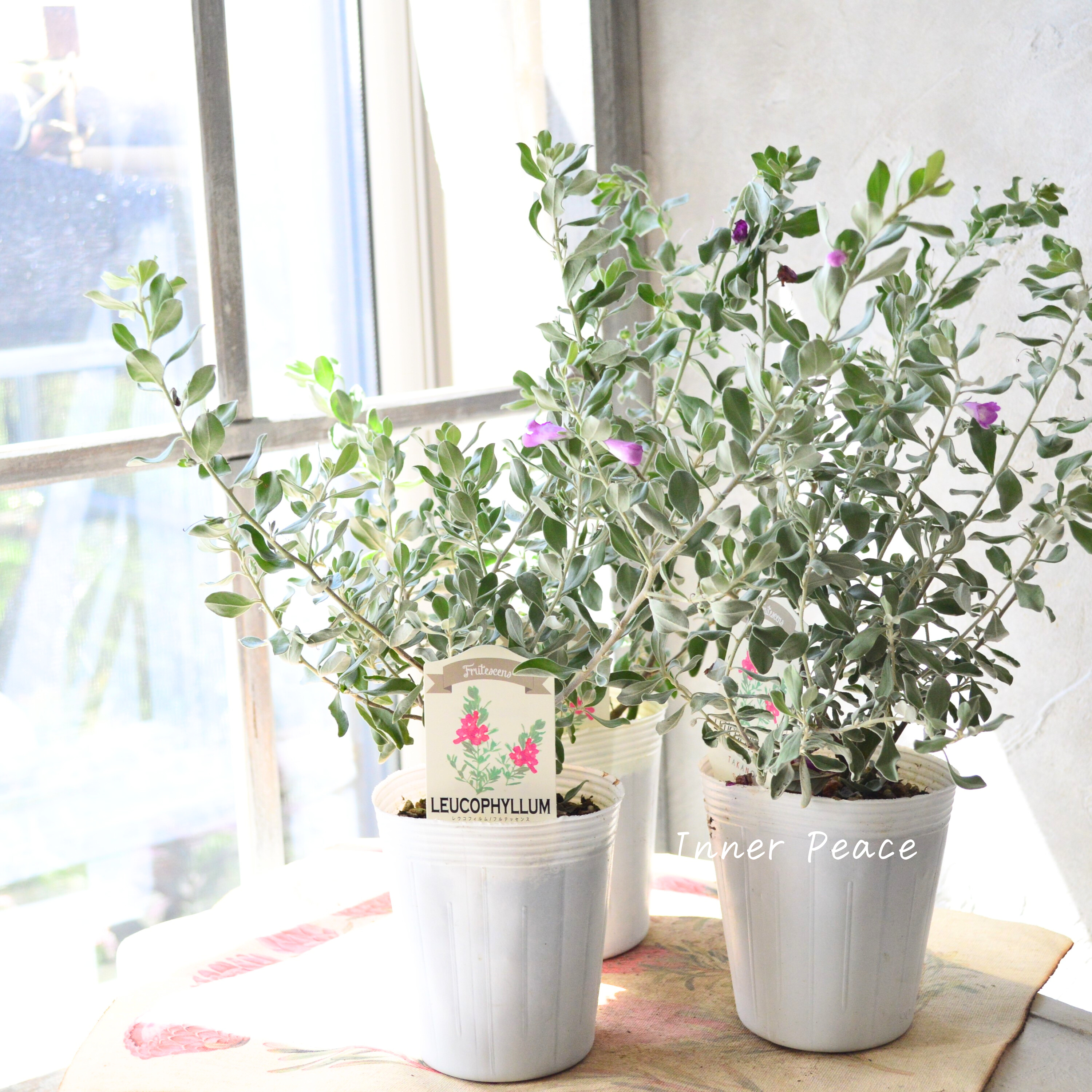 【シルバーリーフ】 レウコフィルム 『フルテスケンス』 3寸ロングPOT