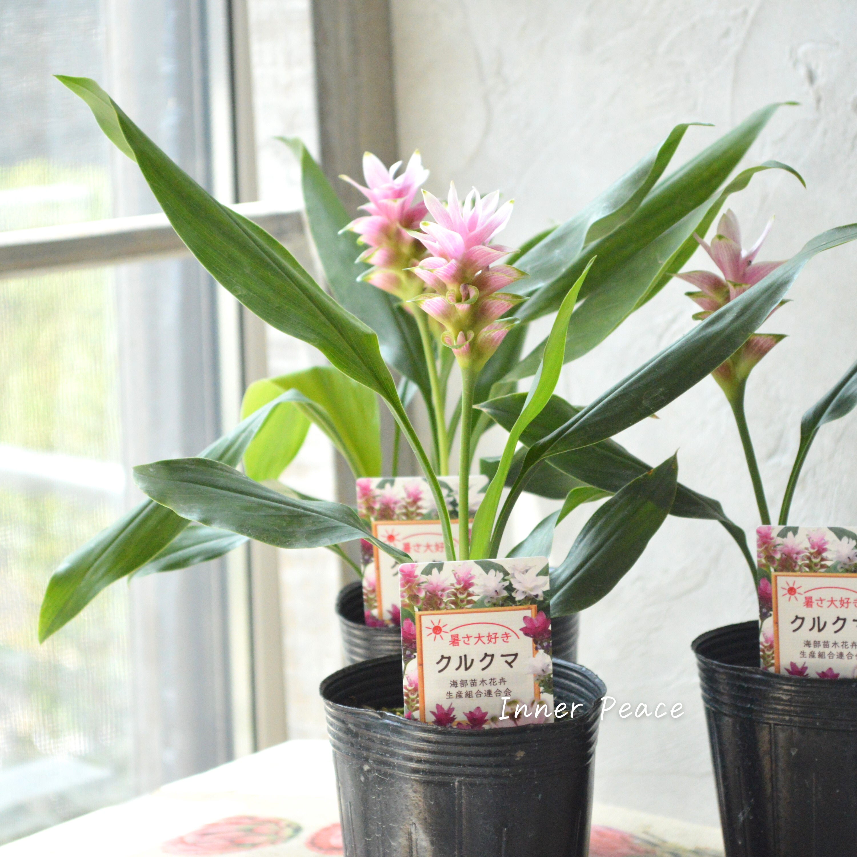 【暑さに強い】 クルクマ 『ツイスター』 3寸ロングPOT