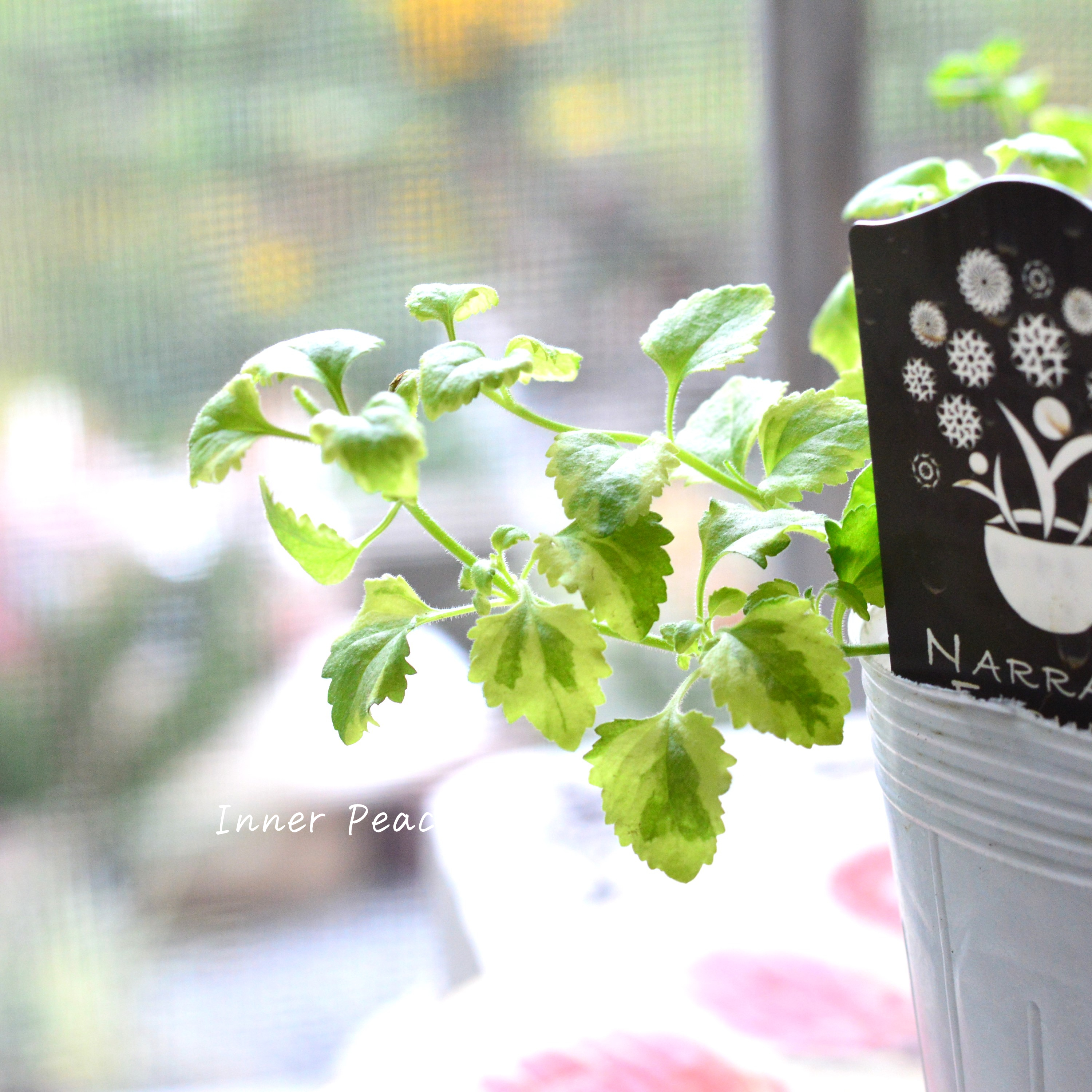 【斑入り】ナラフラさん バコパ 2.5寸POT