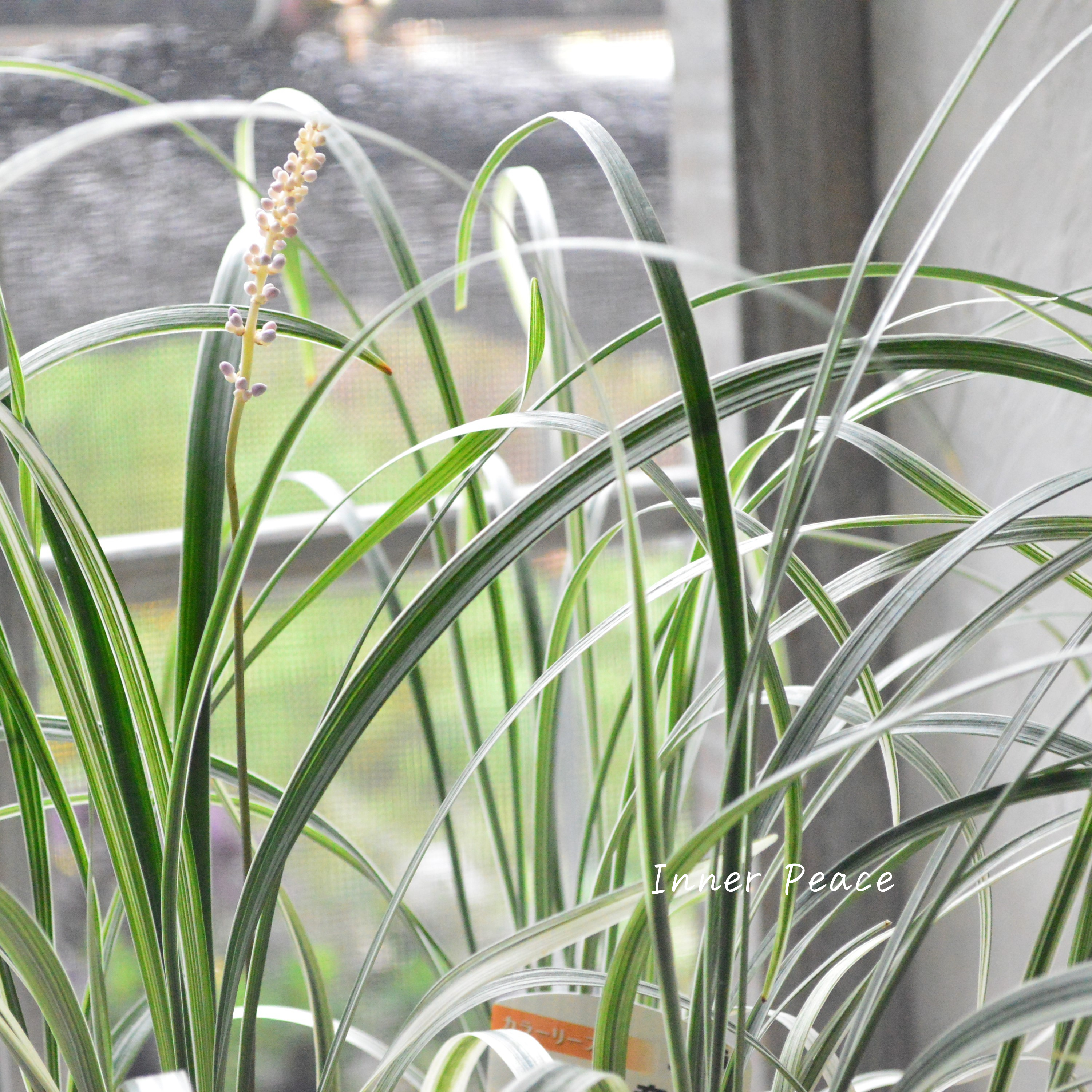 【日陰に強い】 リュウノヒゲ 『白竜』 3寸POT