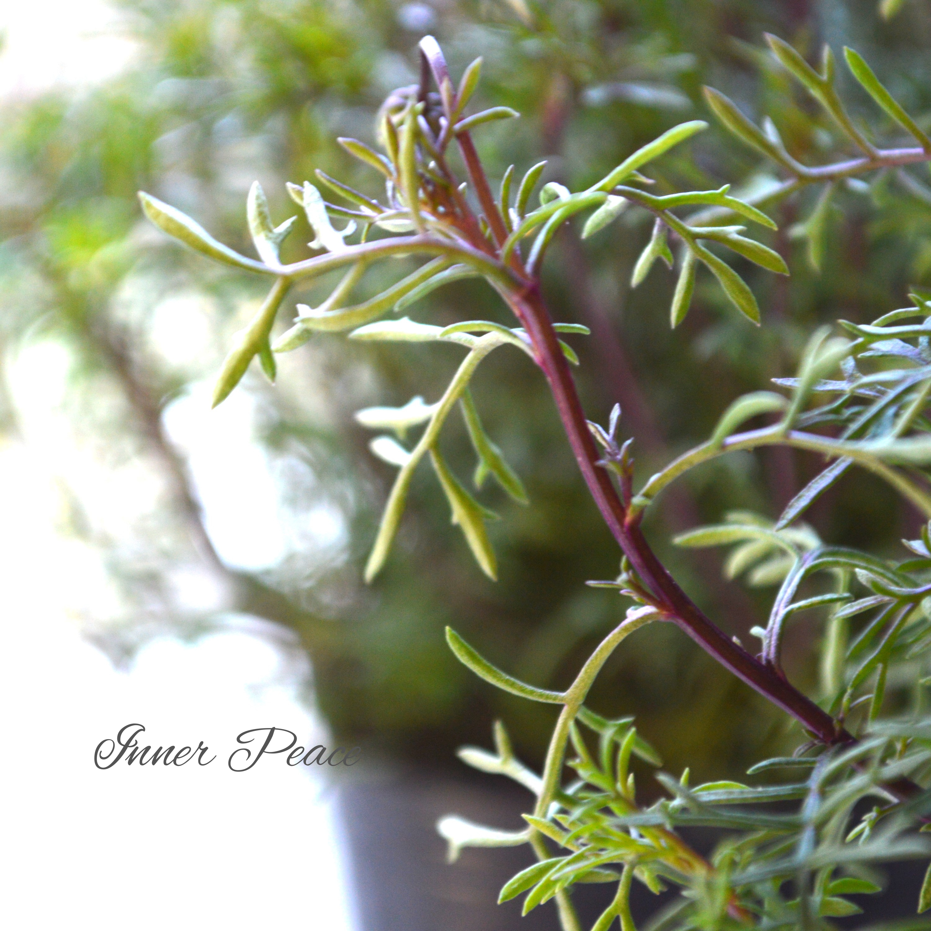 【四季咲き】 ブラキカム 『パープルステム』 3寸ロングPOT