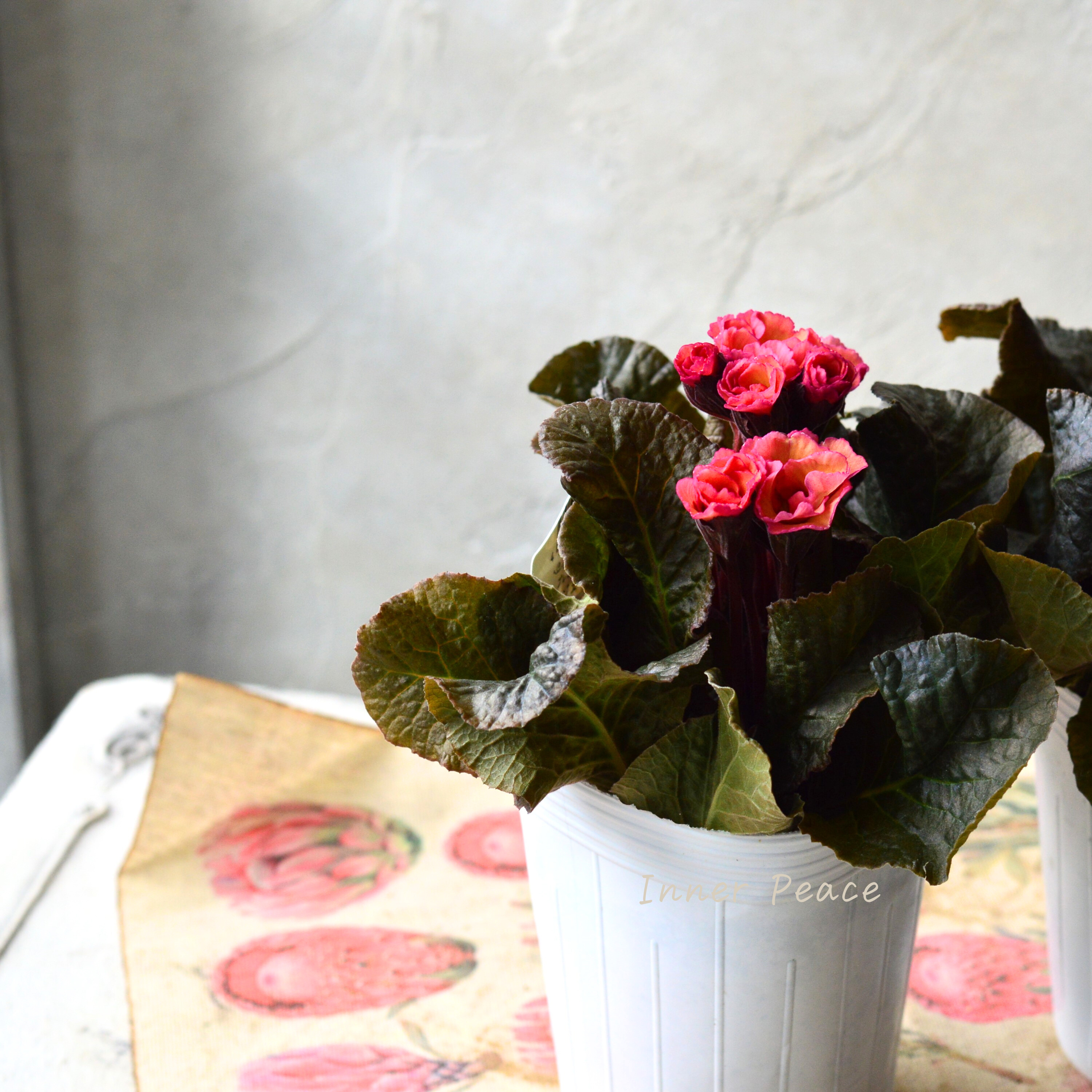 【松原園芸さん】 銅葉プリムラ 『ジェシカ・アンティークピンク系』 3寸POT