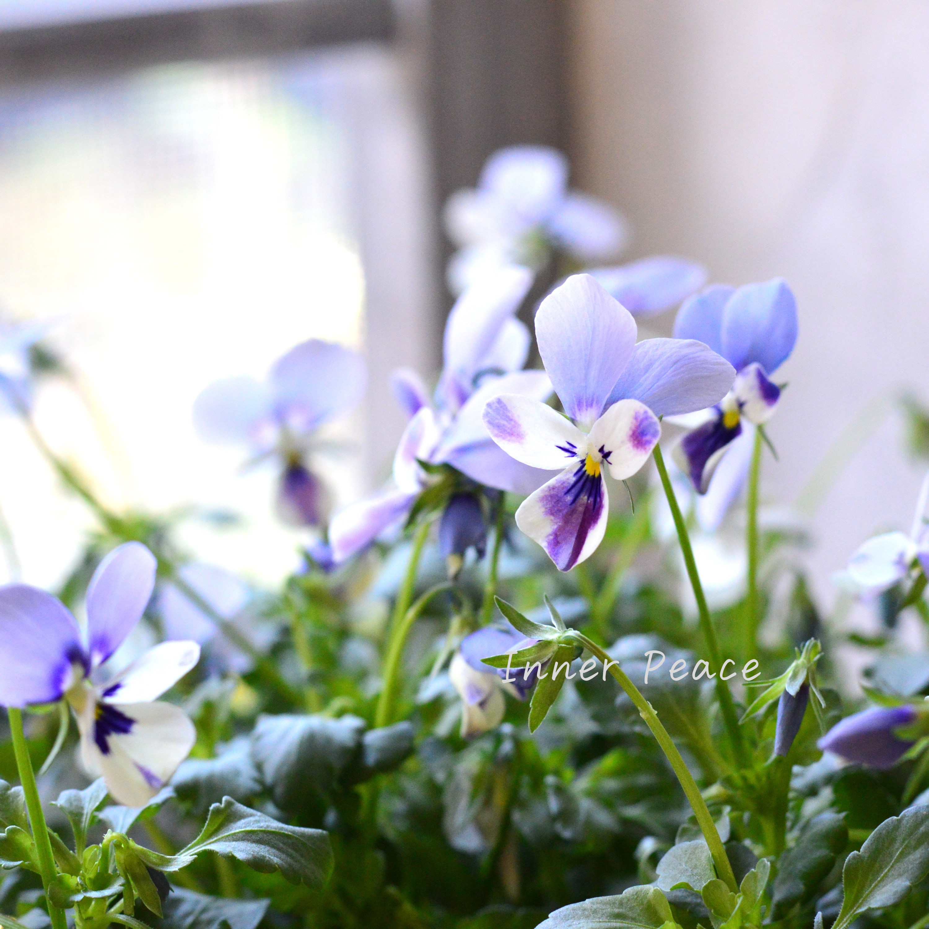 【美しい】 ビオラ ロカハーツ 『ブルーウイングス』 3.5寸POT