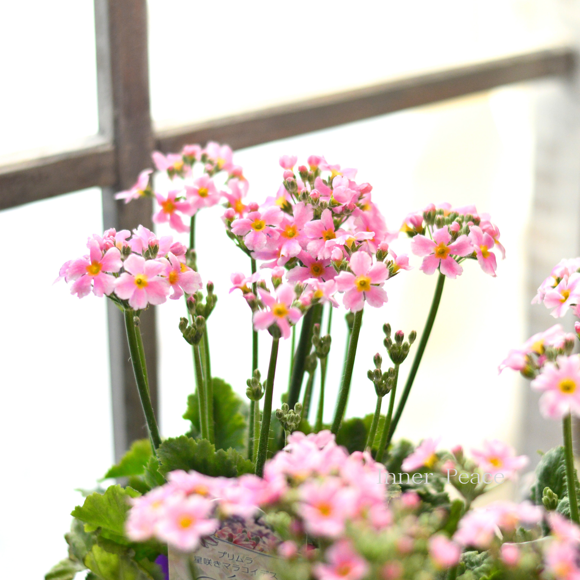 【星咲き】 プリムラ マラコイデス 『エトワール・ライトピンク系』 3.5寸POT