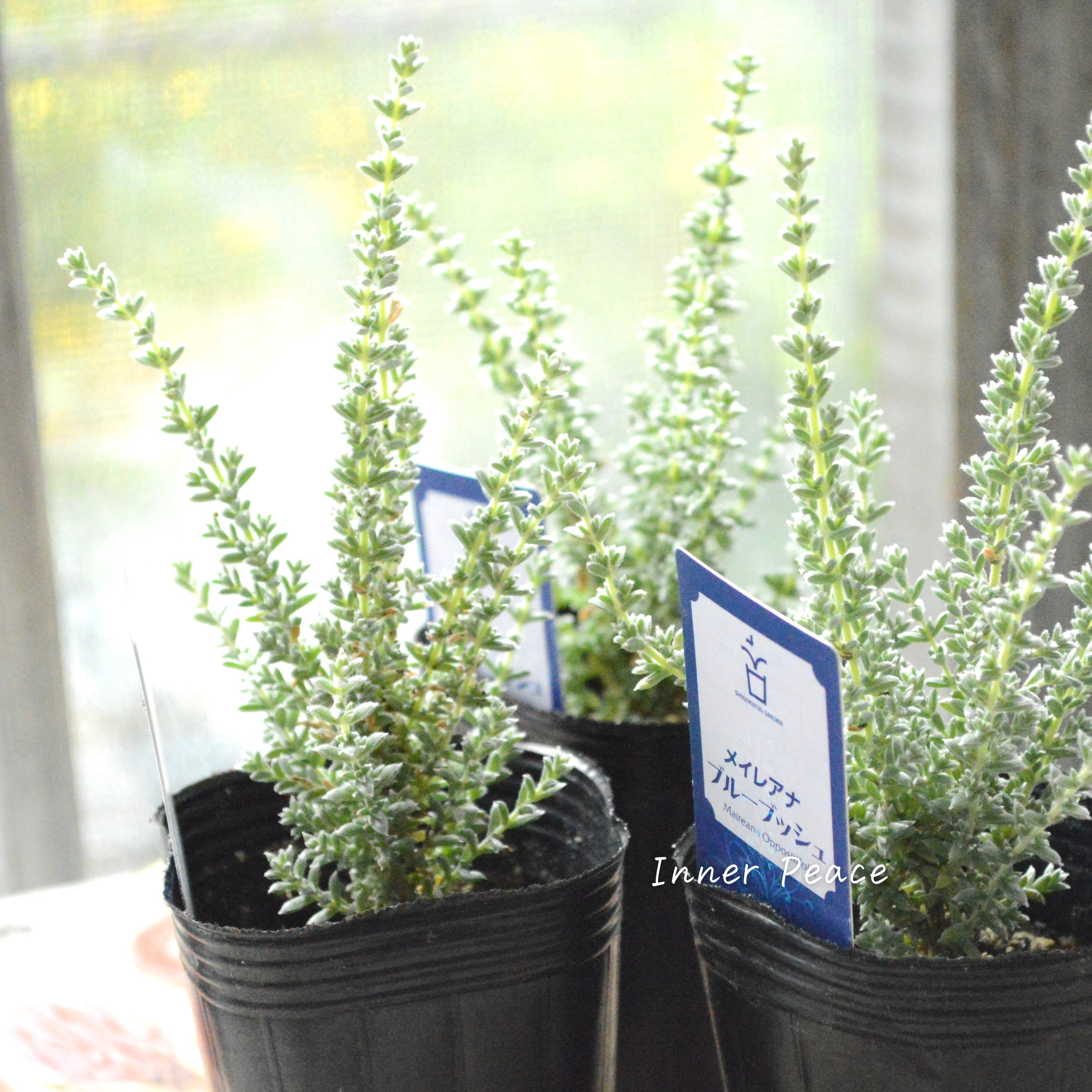 【希少】 メイレアナ 『ブルーブッシュ』 2.5寸ロングPOT