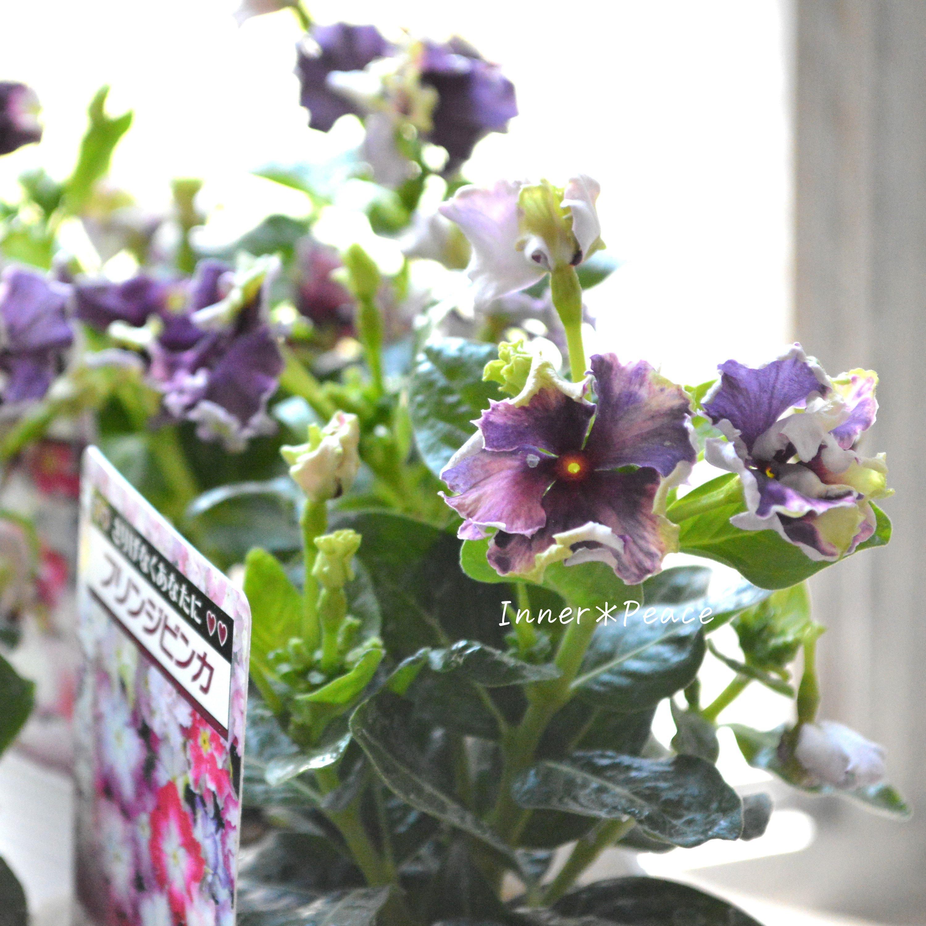 【北島園芸さん】 ニチニチソウ 『くすみブラックベリーチュチュ』 3.5寸POT