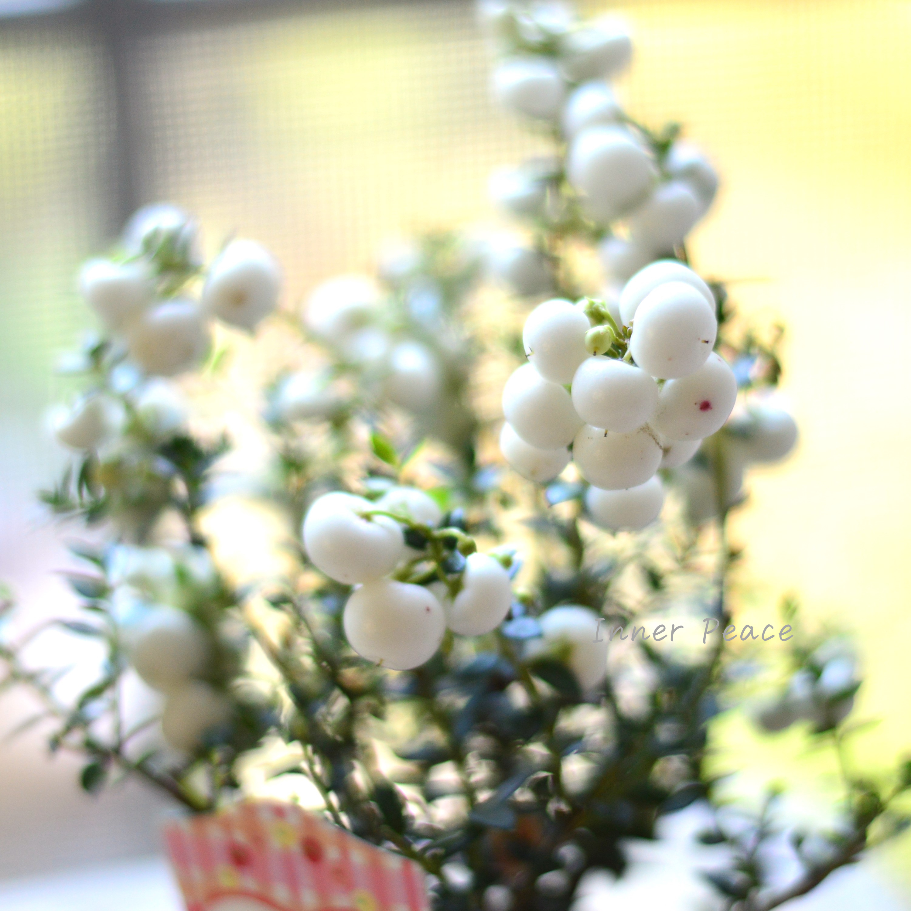 【かわいい】 デコベリー(ペルネッチア) ホワイト 3寸POT