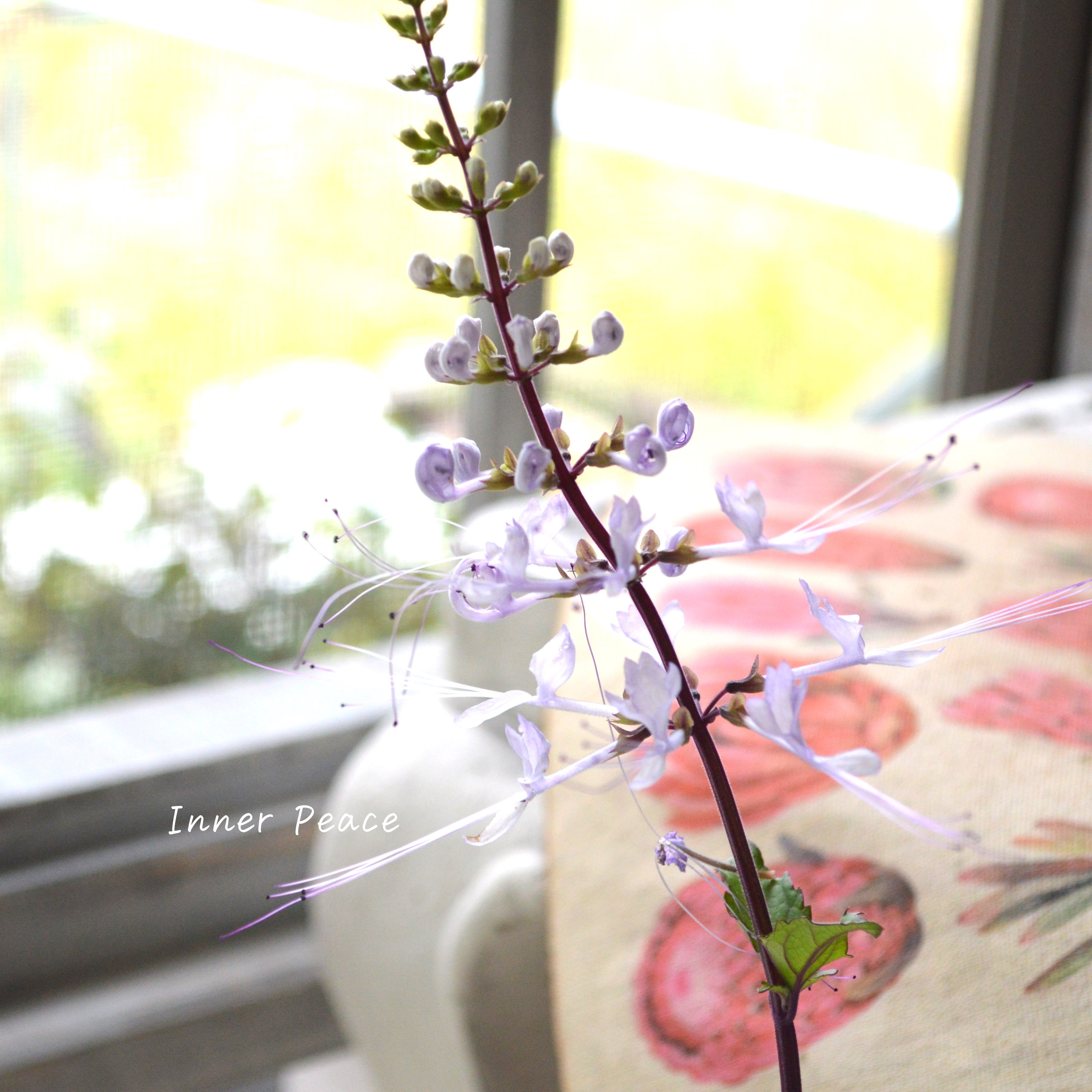 【暑さに強い】 ねこのひげ ピンク 3寸POT