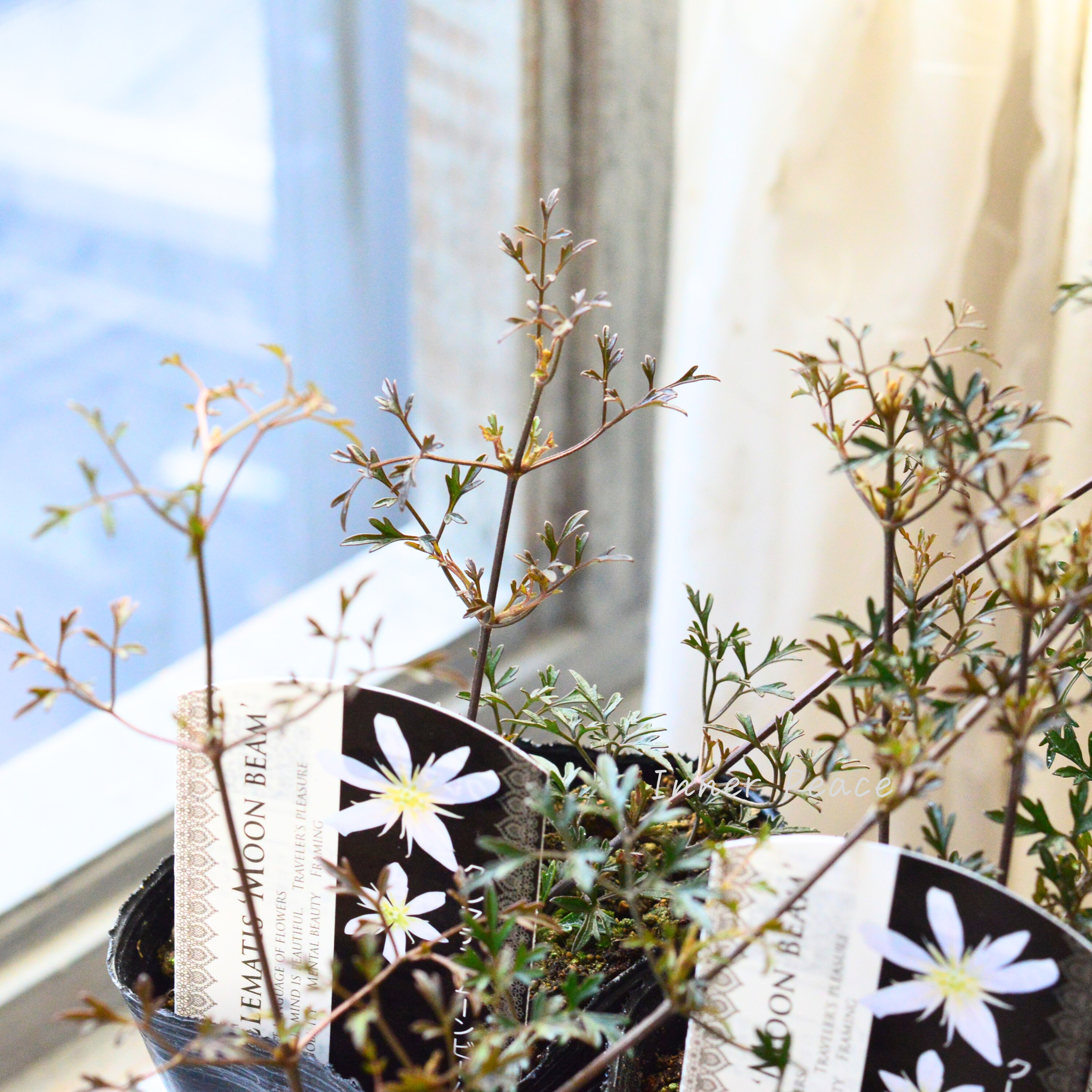 【常緑】 クレマチス 『ムーンビーム』 3寸POT