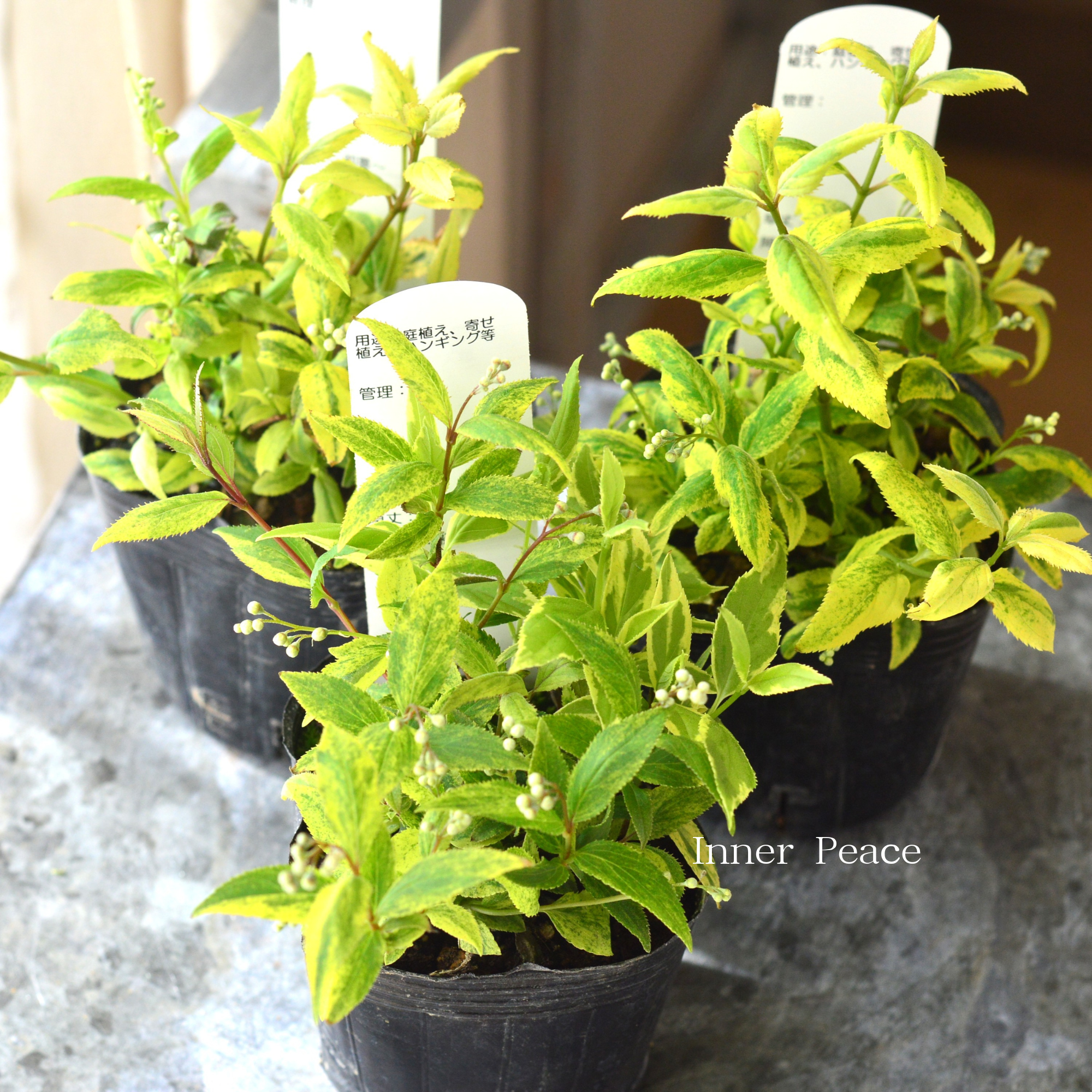 ヒメウツギ 『斑入り』 3寸POT