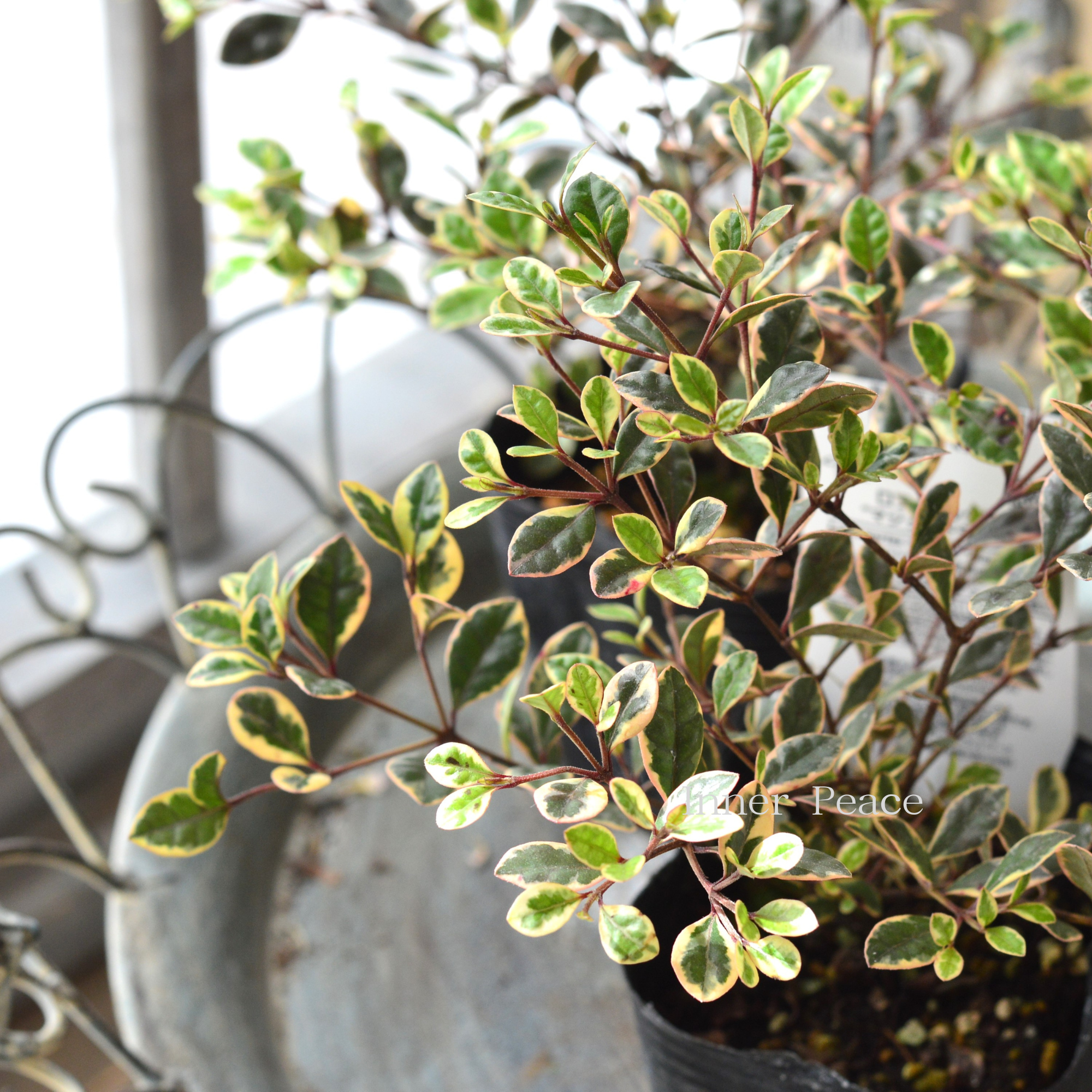 【寄せ植えに】 ロフォミルタス 『マジックドラゴン』 3寸POT