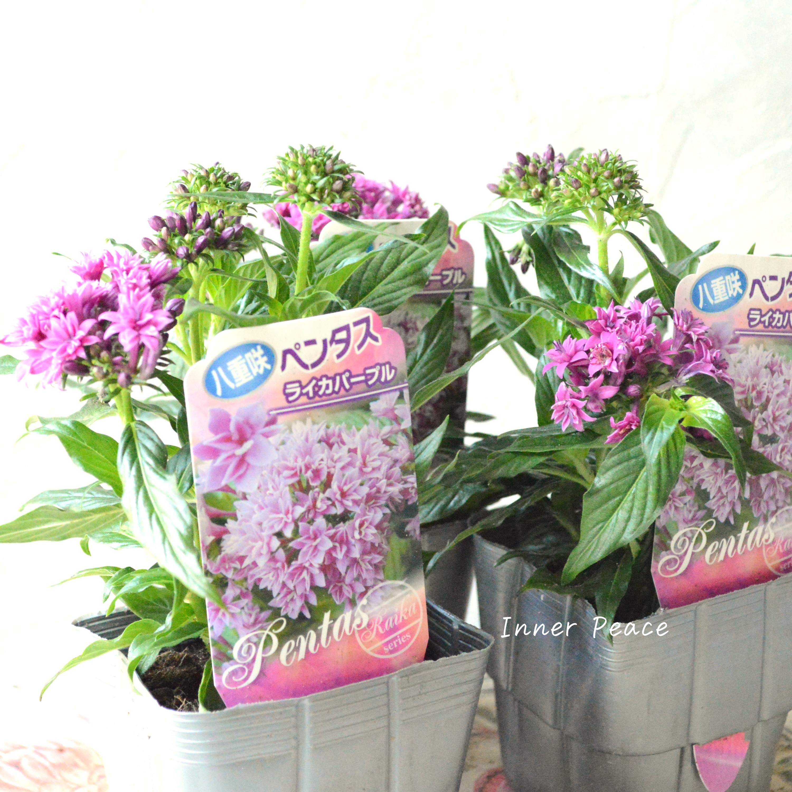 【暑さに強い】 八重咲きペンタス 『ライカ・パープル』 3.5寸POT