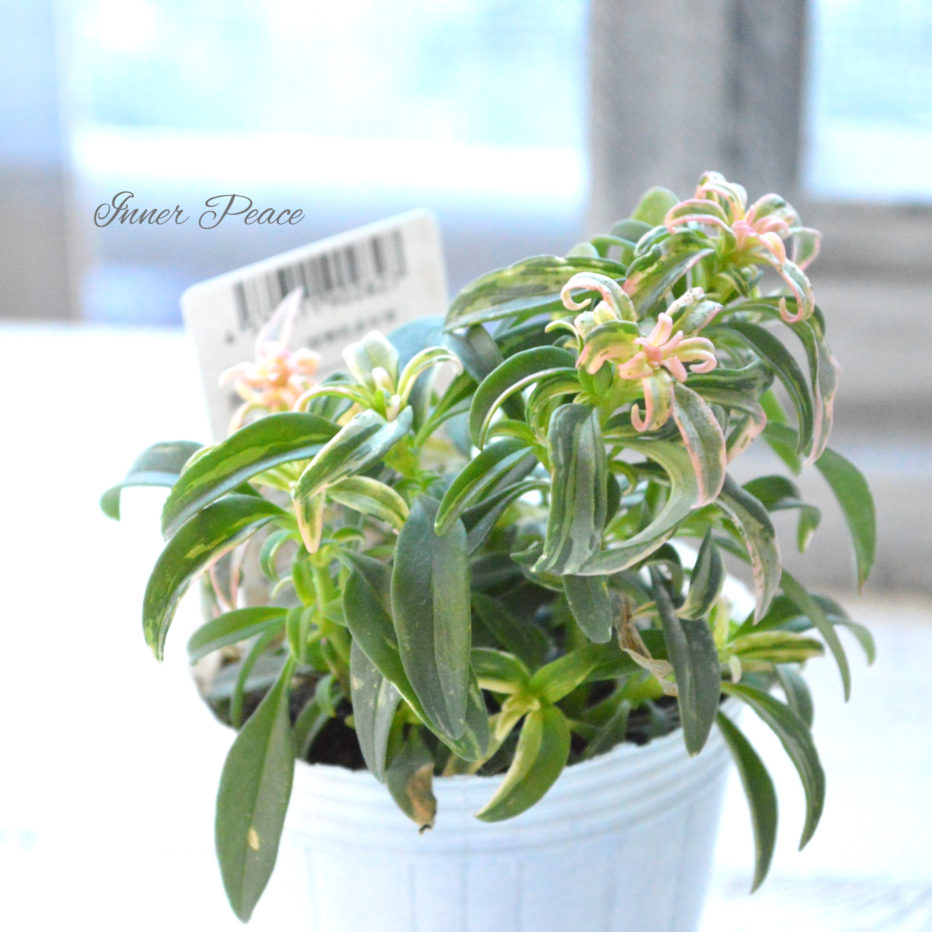 【希少】 キンギョソウ 『nagomiシリーズ・珊瑚』 2.5寸POT