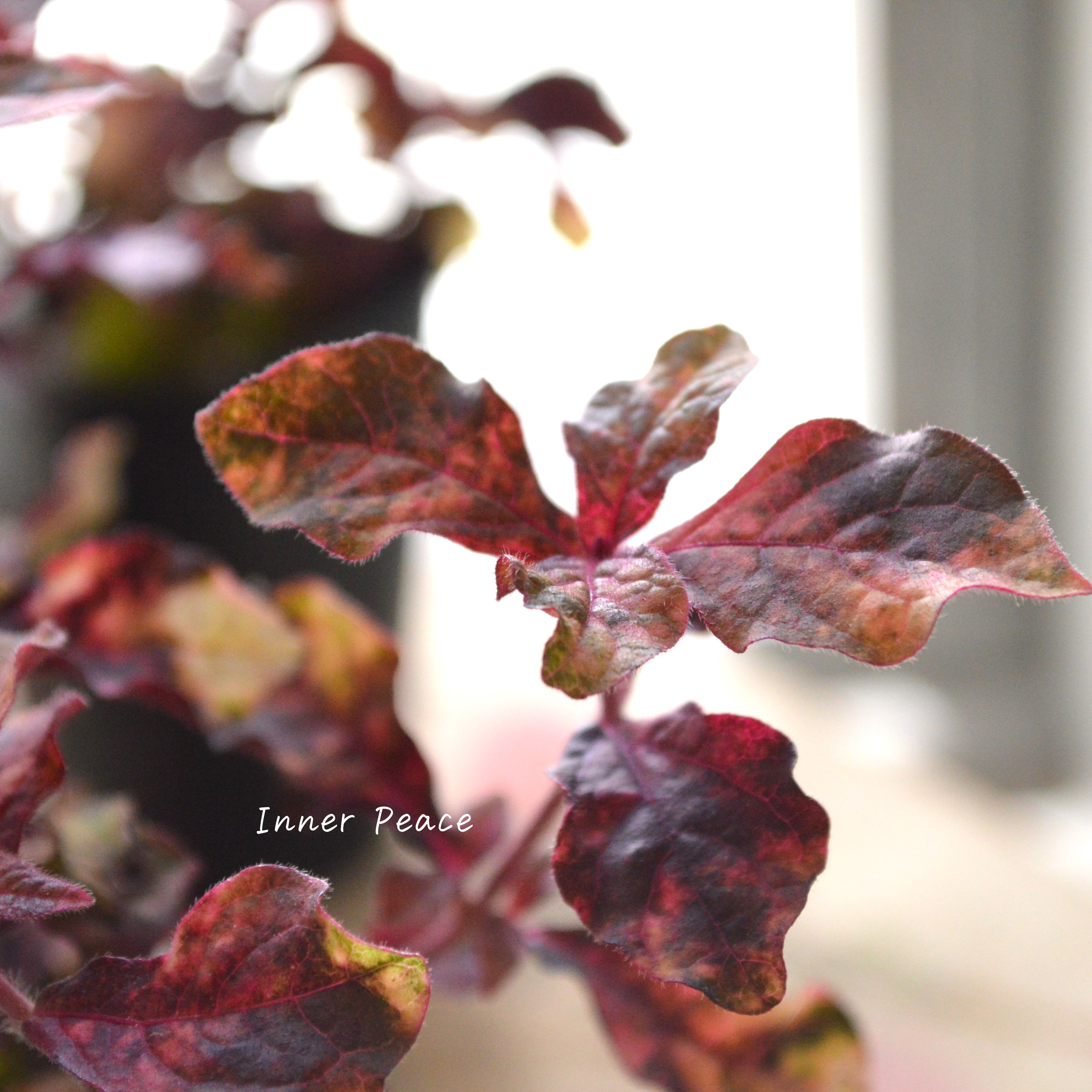 【美しい】アルテルナンテラ『マーブルクイーン』 2.5寸~3寸POT