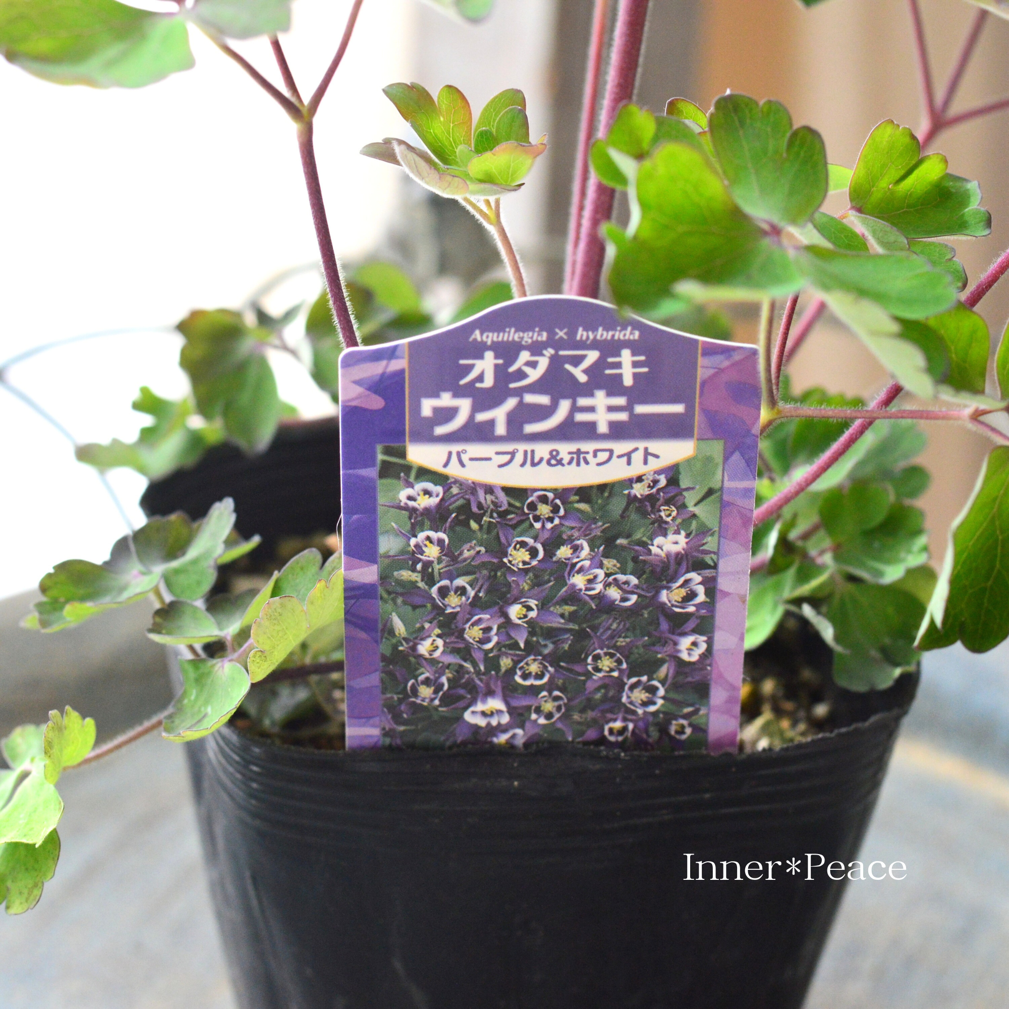 【美しい】 オダマキ・ウインキー 『パープル&ホワイト』 3.5寸POT