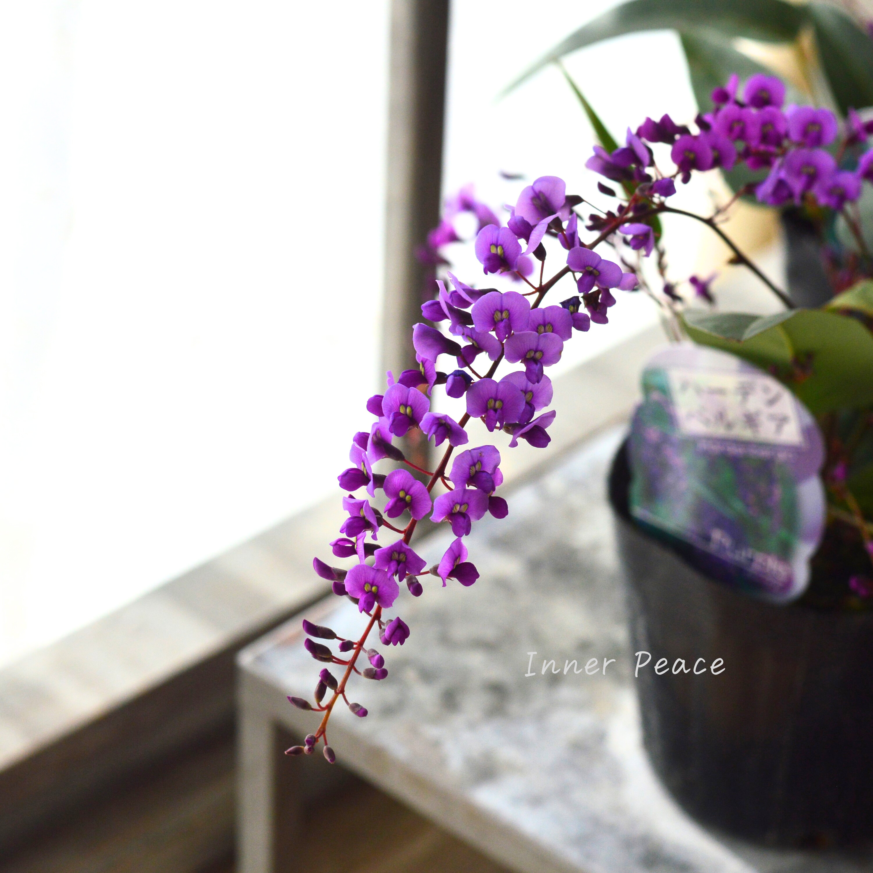 【美しい】 ハーデンベルギア 『パープル』 3.5寸POT