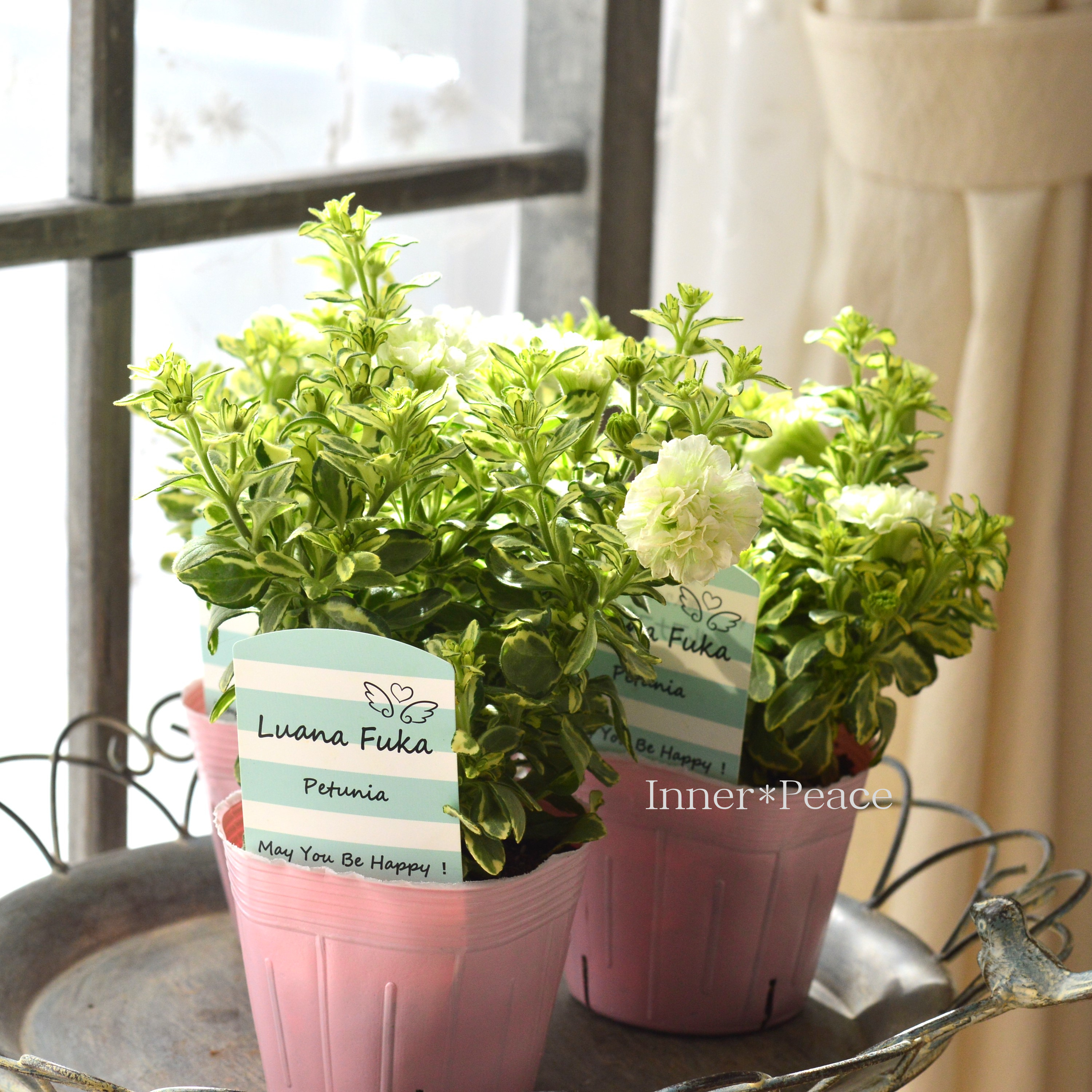 【希少】 斑入りペチュニア 『ルアナフーカ』 3.5寸POT