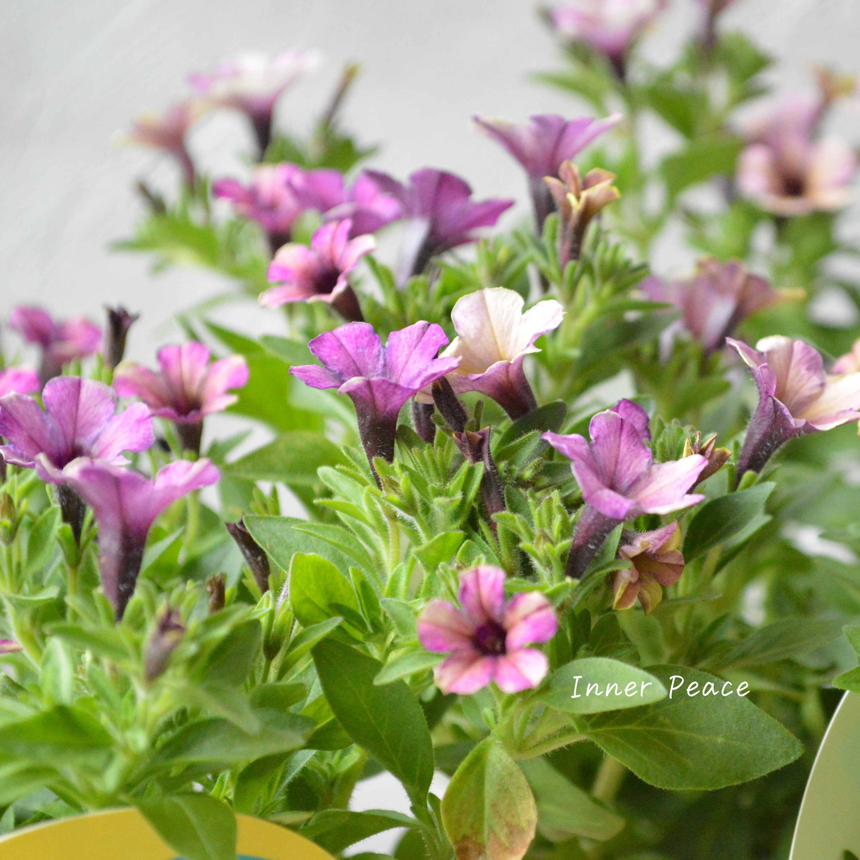 【花芳さんオリジナル】 小輪ペチュニア 『マルベリー』 3.5寸POT