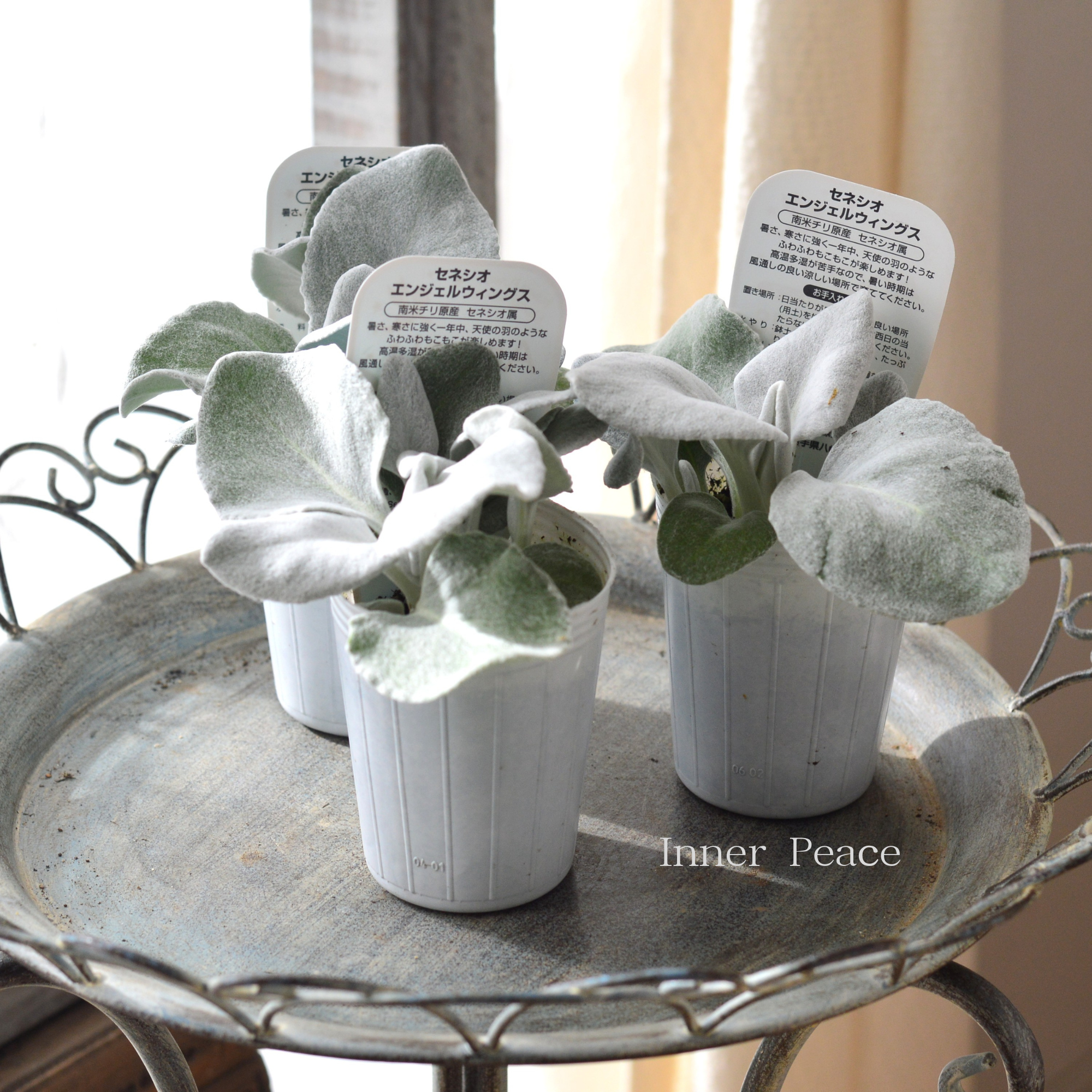 【寄せ植えに】 セネシオ 『エンジェルウィングス』 2.5寸ロングPOT