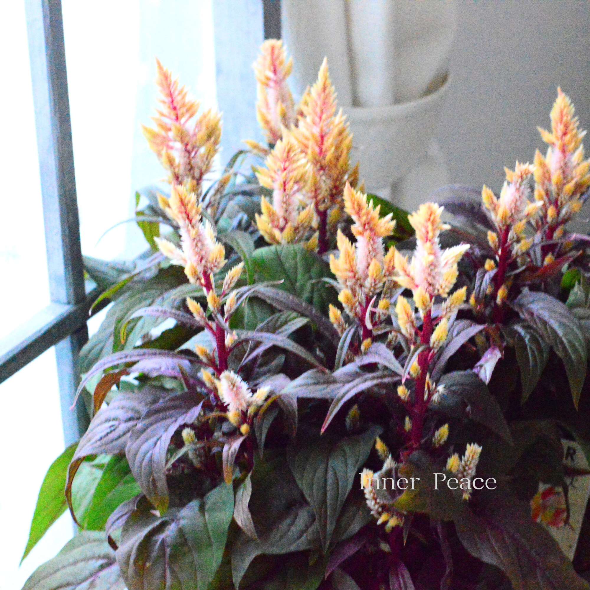 【ゲブラナガトヨさん】 ケイトウ 『霧島の秋・ベージュ』 3.5寸POT