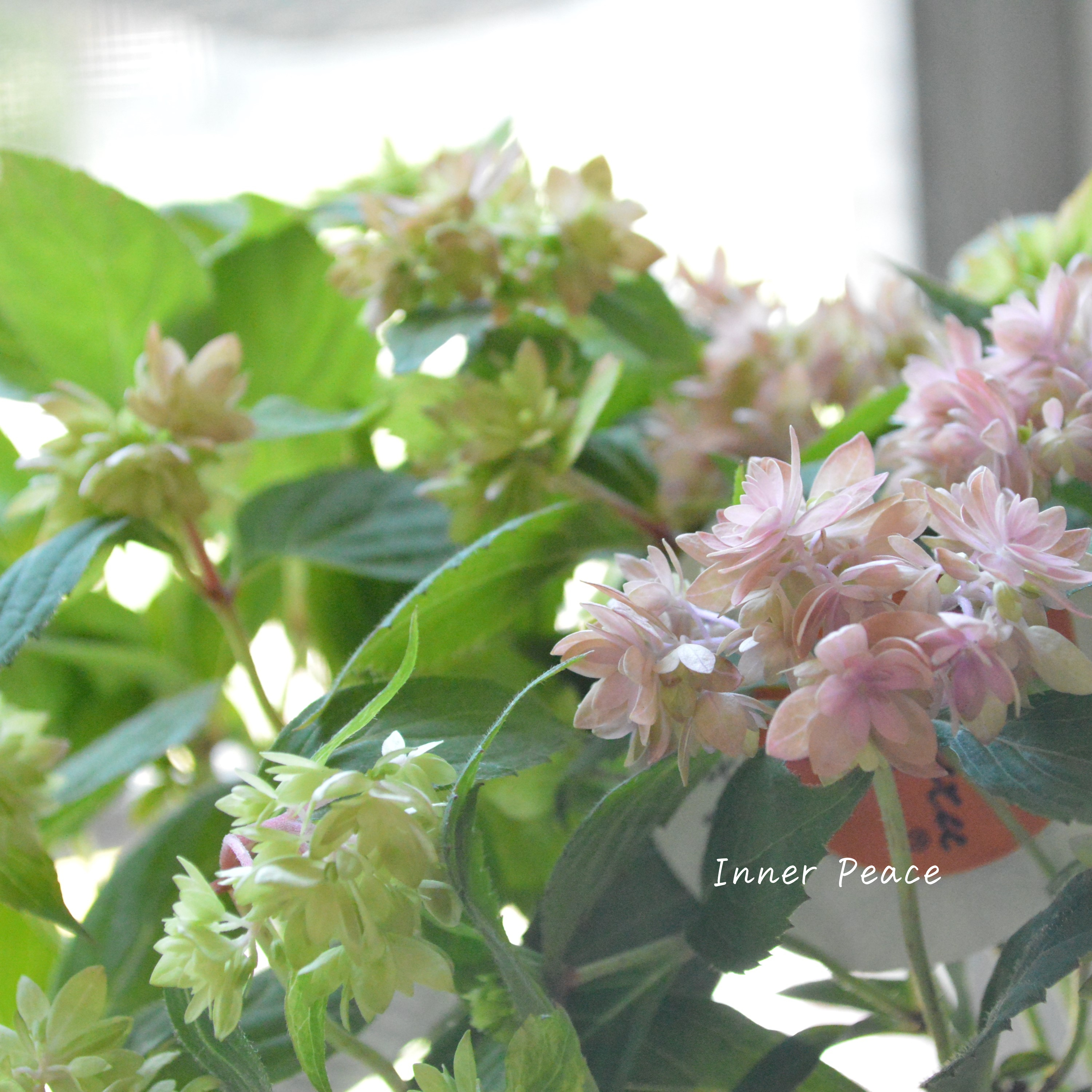 【吉岡麗子さん】 紫陽花 (ぽじさい)『マルルー・ピンク系』 3号POT