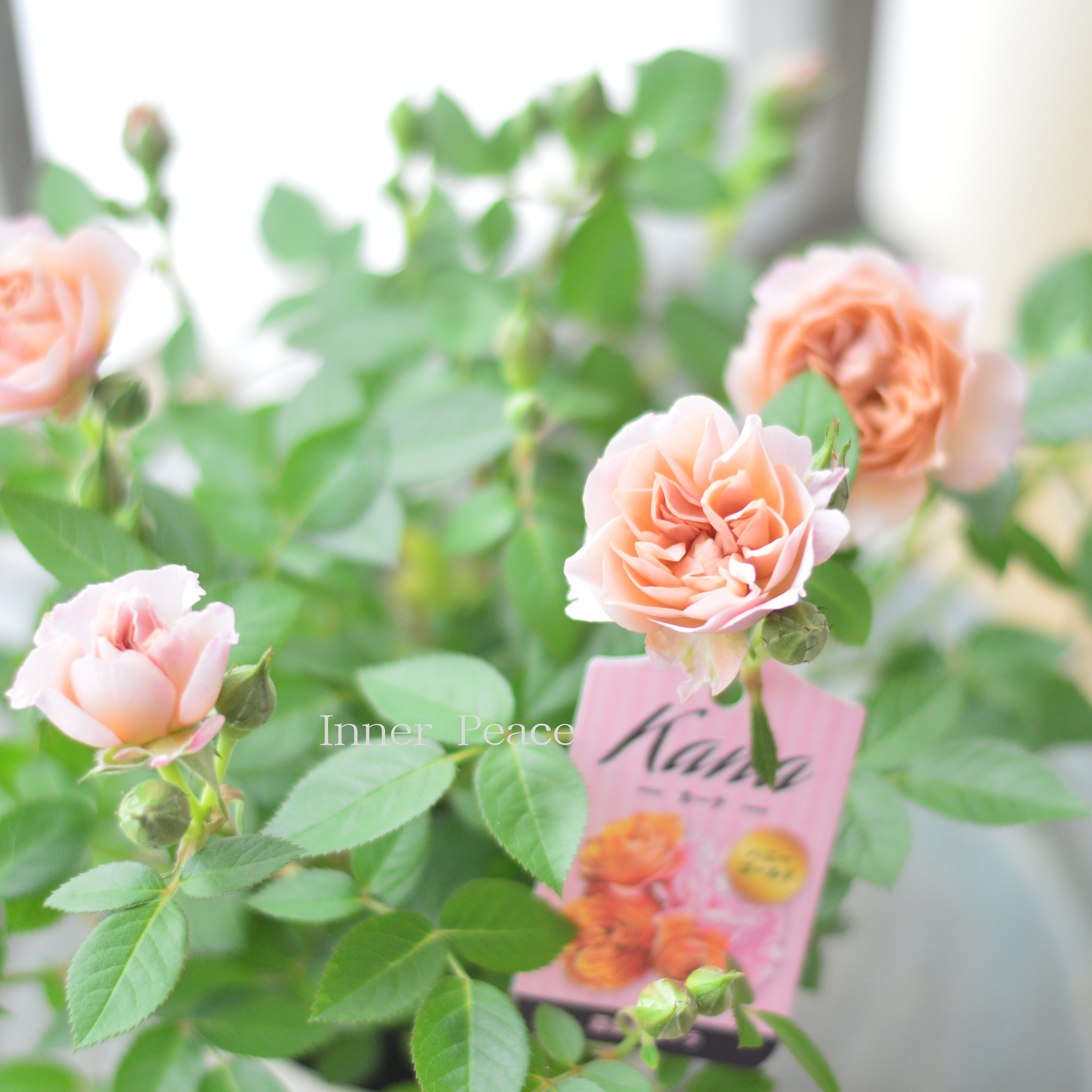 【美しい】ミニ薔薇 『カーナハニーゴールド』 4寸プラ鉢