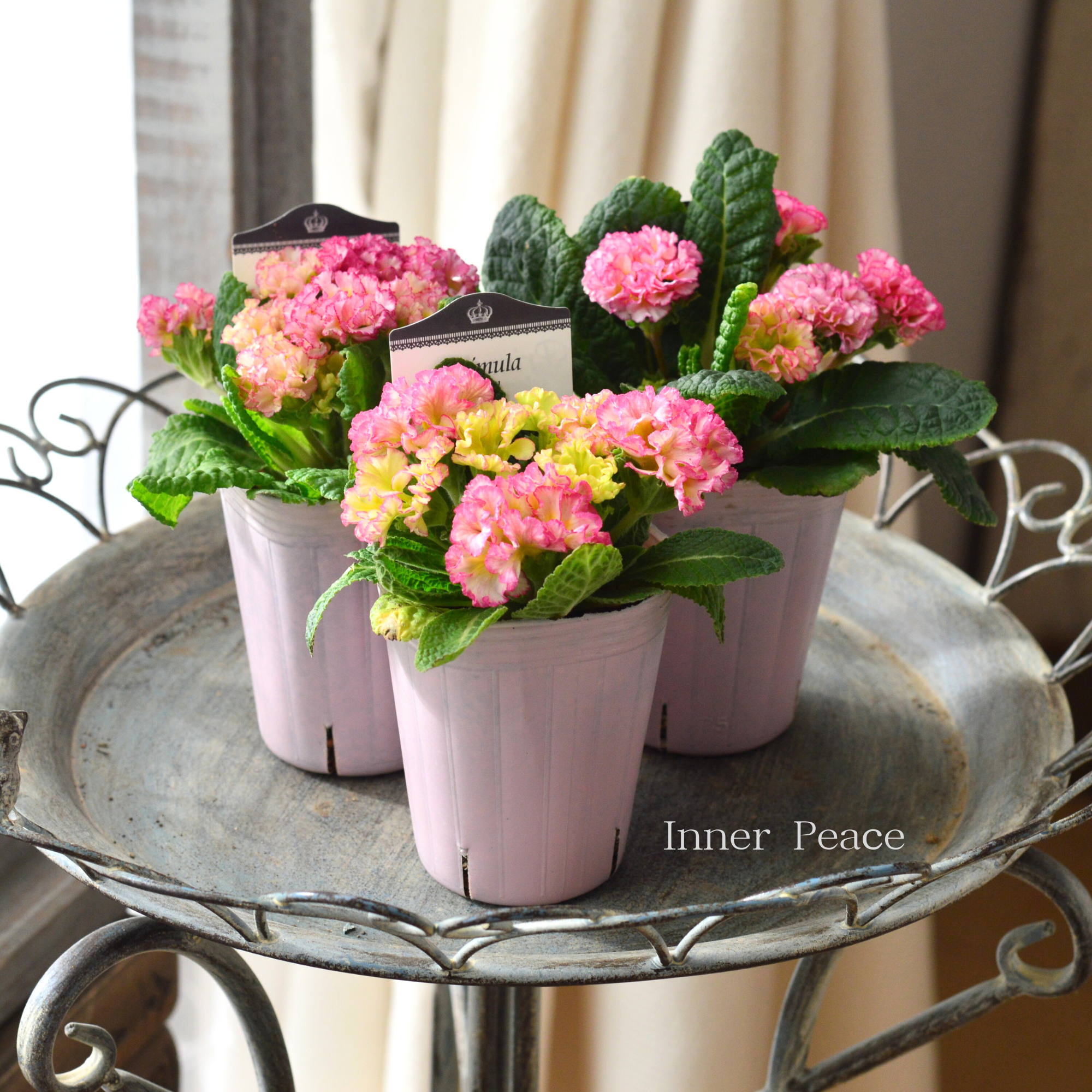 k-plantsさん】 フリンジ咲き プリムラ 『ポンポンラパン・①』 2.5寸