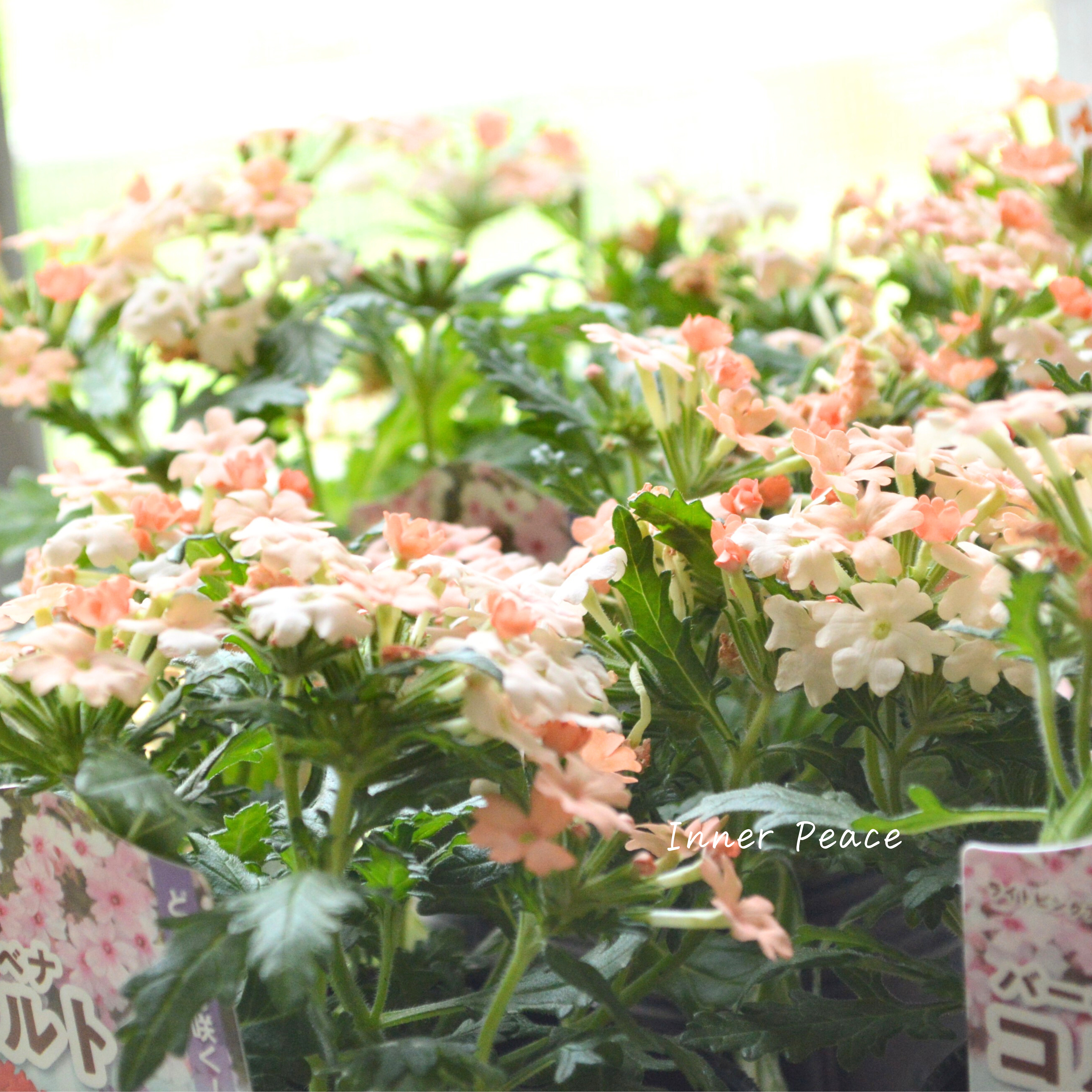 【宿根】 バーベナ 『コルト・ピーチ』 3.5寸POT