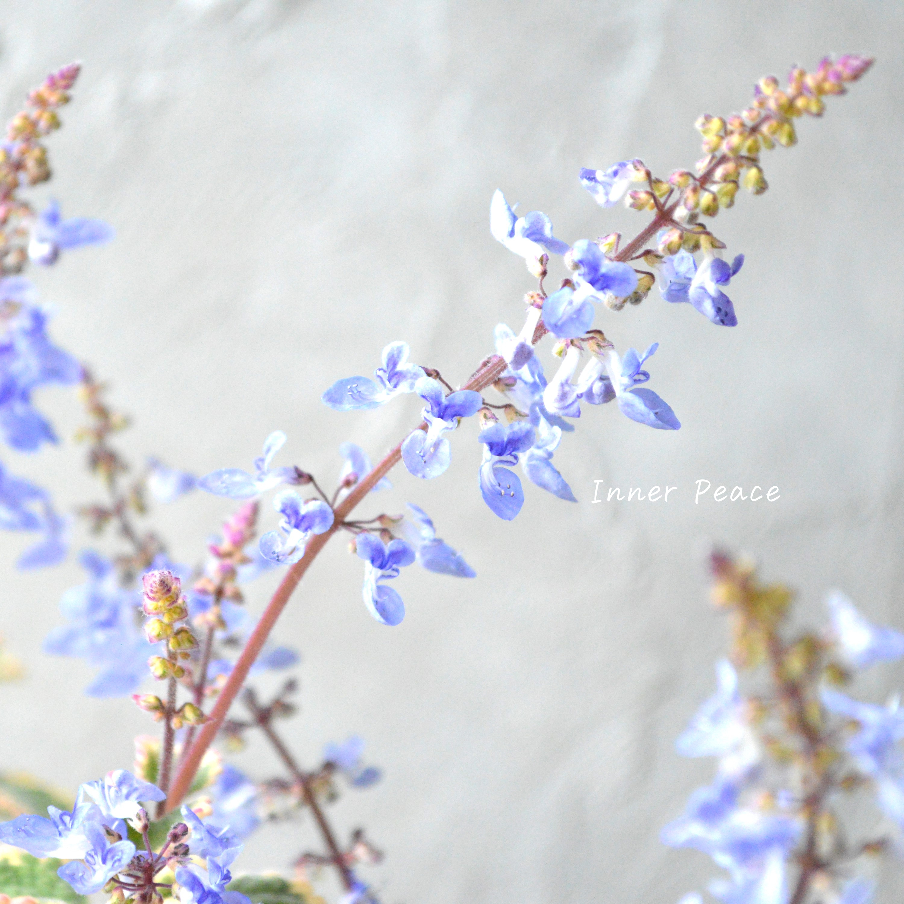 【美しい】 プレクトランサス 『ブルースパイヤー』 3寸~3.5寸POT