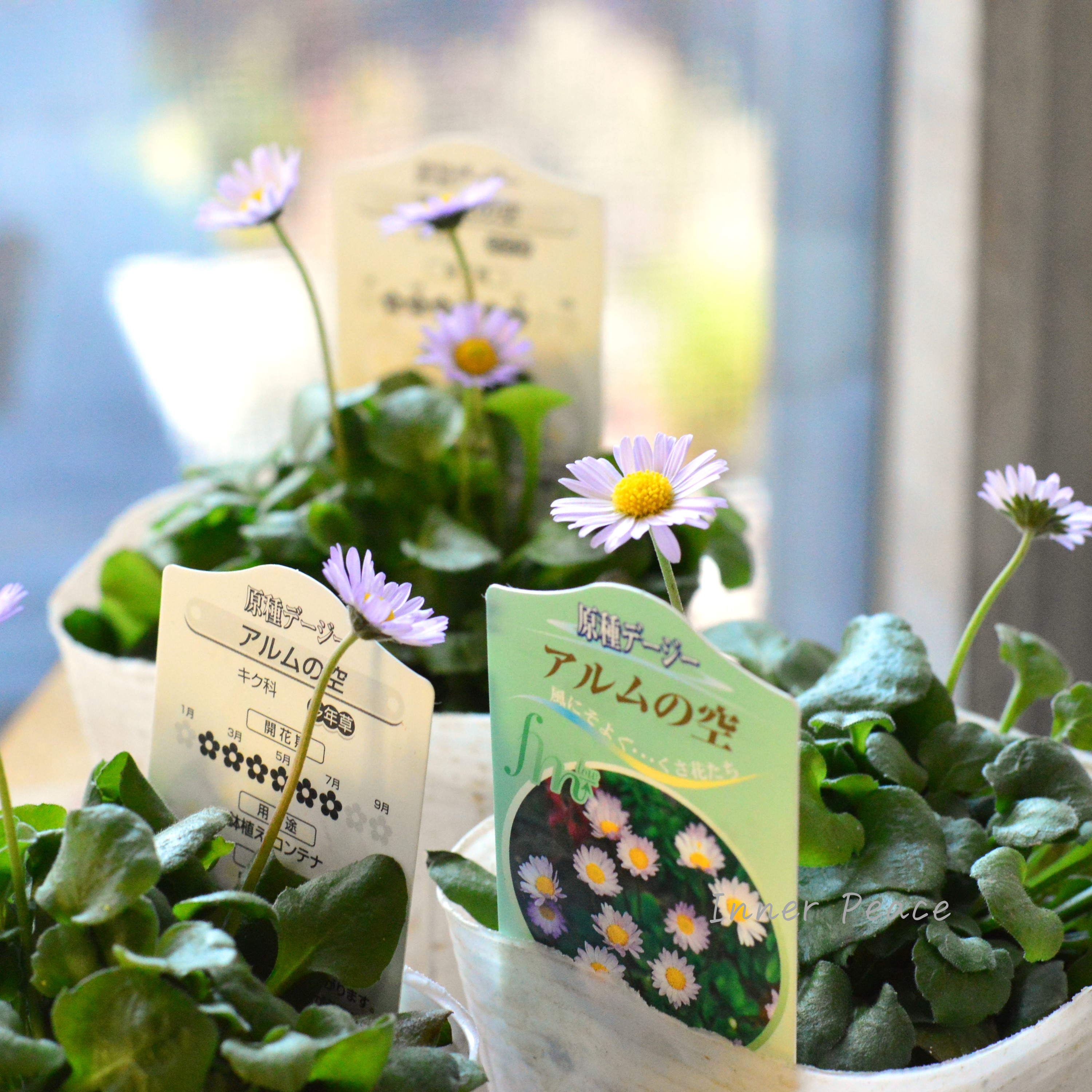 【かわいい】 イングリッシュデージー 『アルムの空』 3寸~3.5寸POT