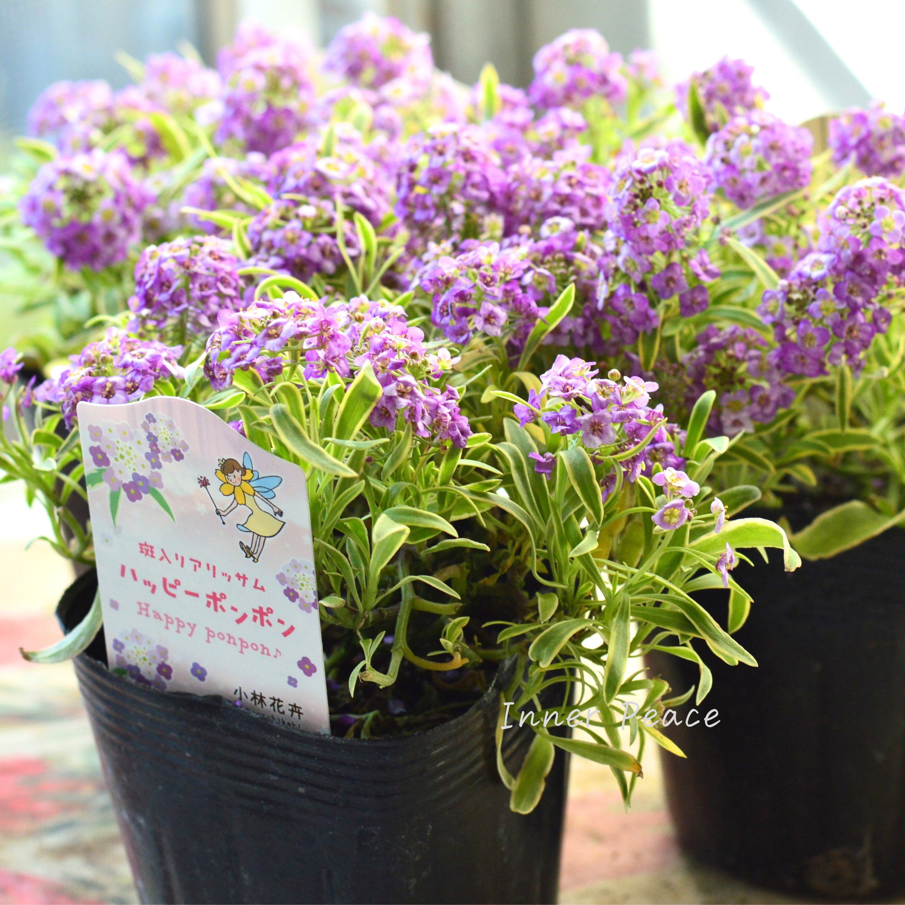【斑入り】 アリッサム 『ハッピーポンポン』 3.5寸POT