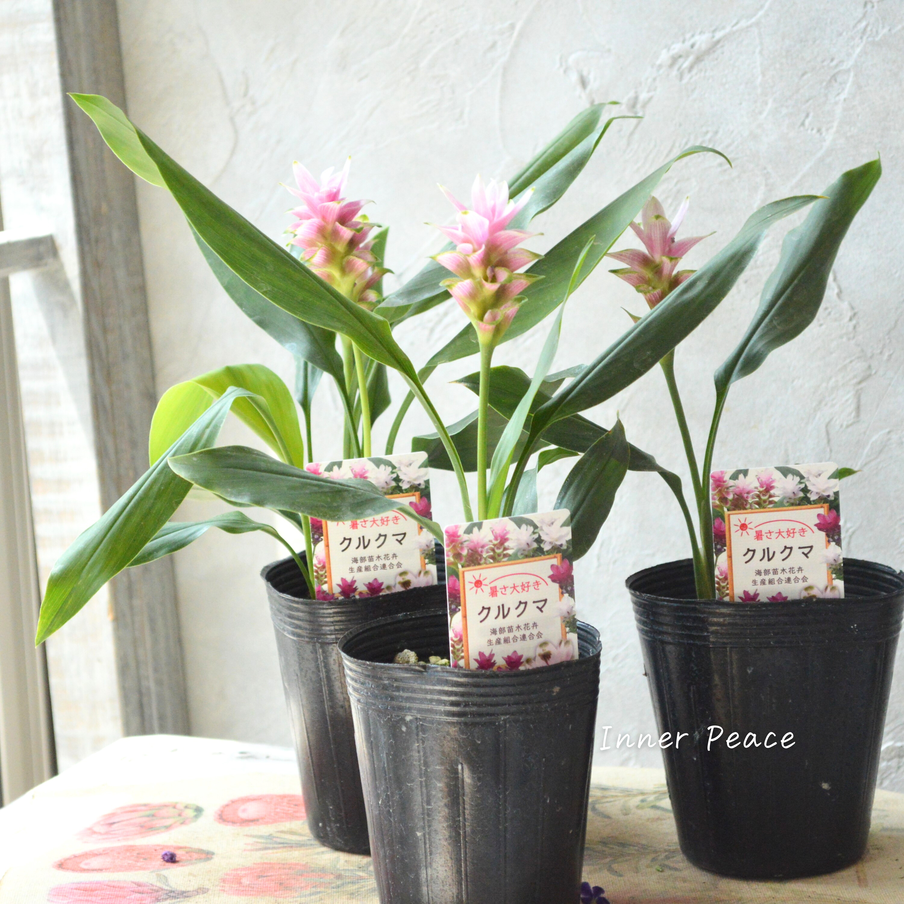 【暑さに強い】 クルクマ 『ツイスター』 3寸ロングPOT