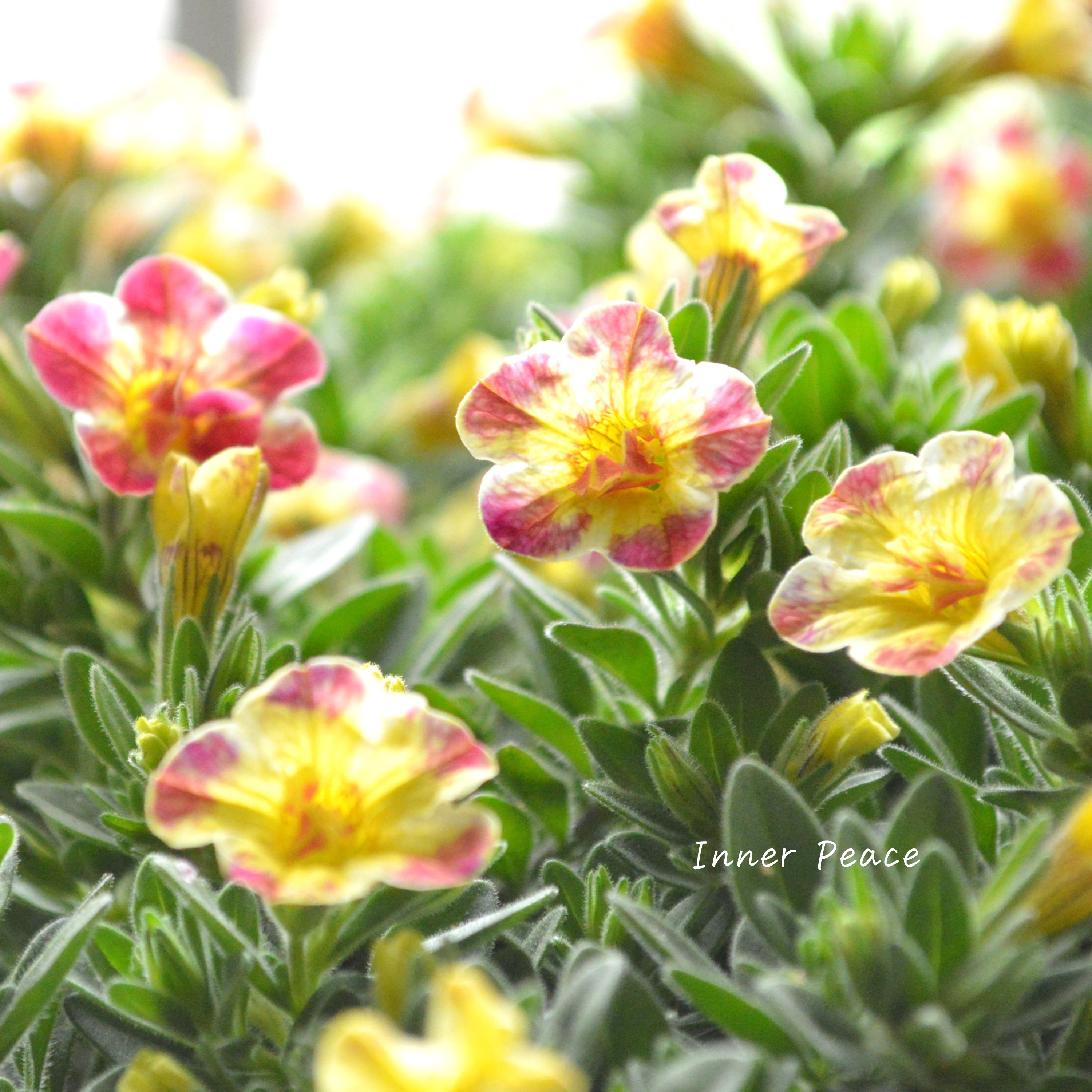 【ゲブラさん】 Sale! カリブラコア 『Emily ~エミリ~』 3.5寸POT