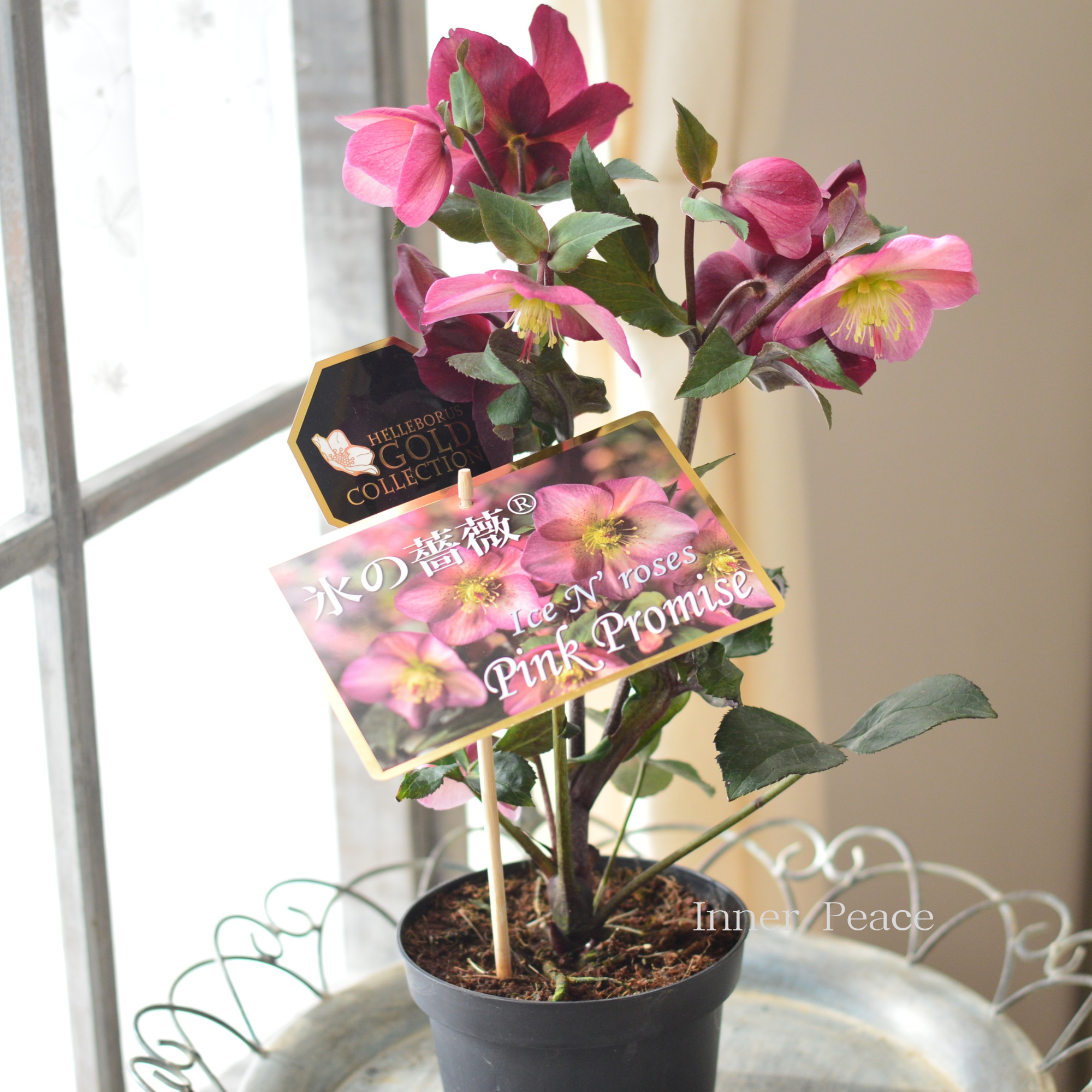 【童仙房さん】 クリスマスローズ 『氷の薔薇・ピンクプロミス』 4.5寸鉢