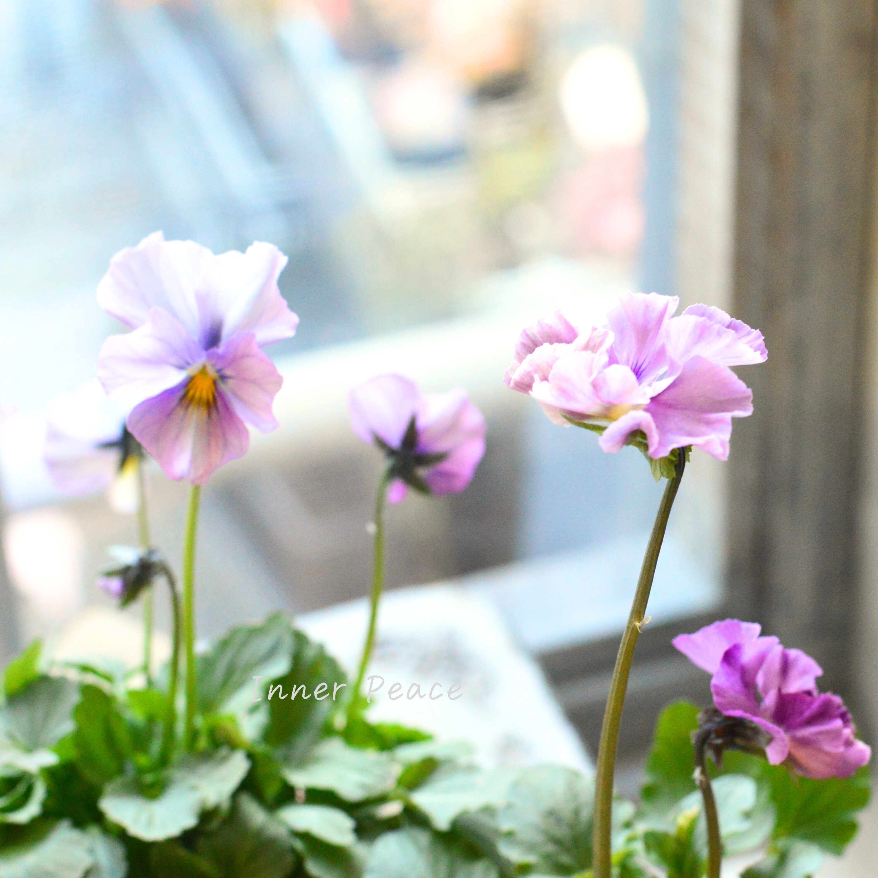 【吉村龍典さん育種ビオラ】 君待ちシリーズ 『Bタイプ』 3.5寸POT