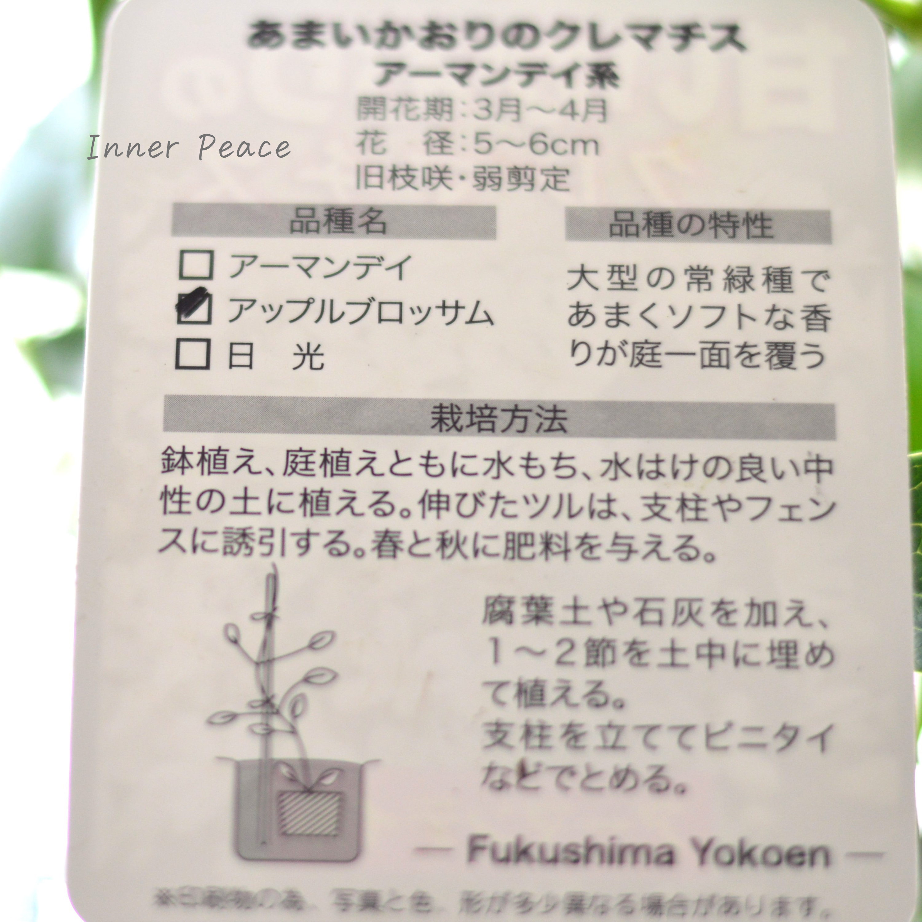 【香る】 クレマチス(アーマンディ系) 『アップルブロッサム』 4.5寸POT