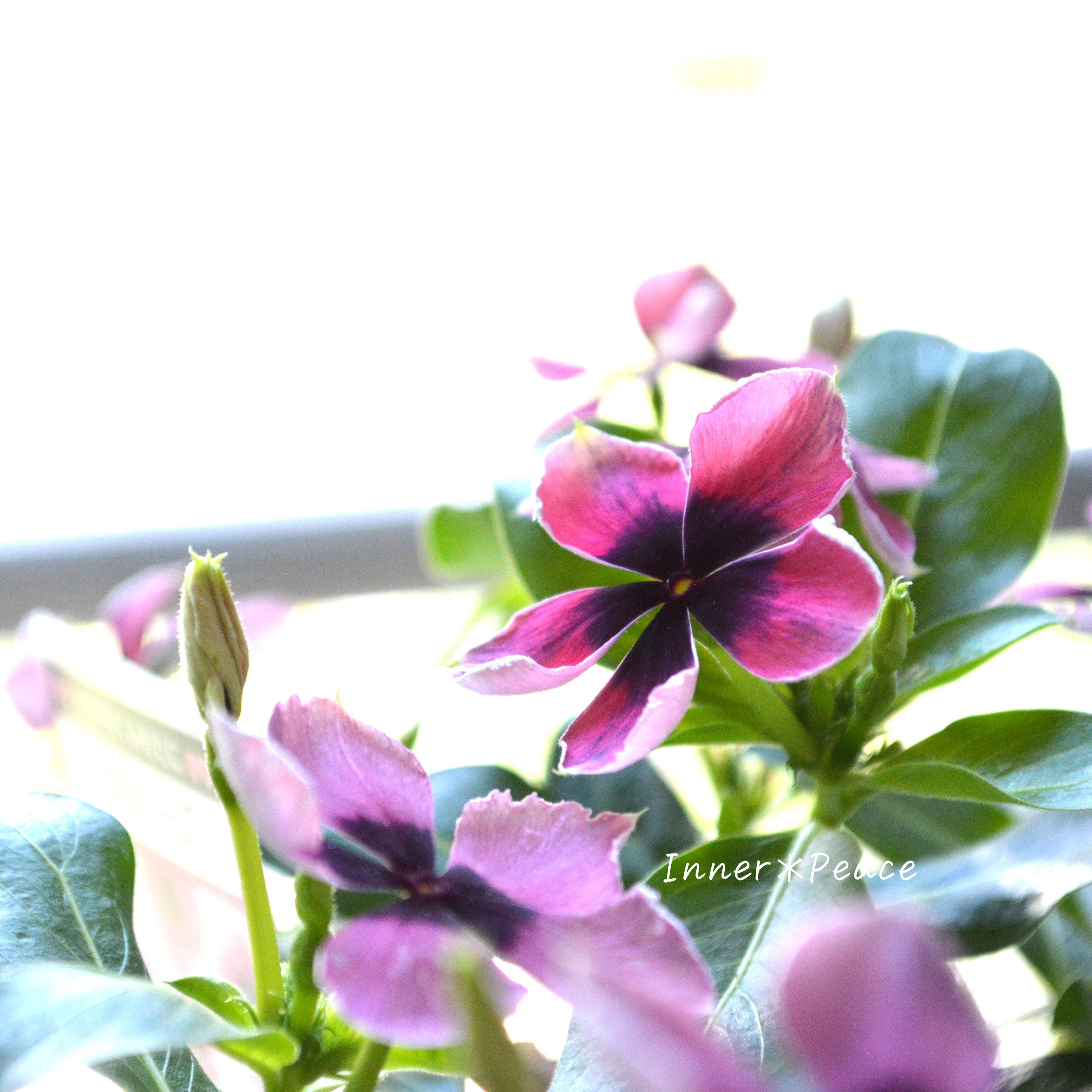 【北島園芸さん】 ニチニチソウ 『モネアンティーク・ピンク』 3.5寸POT