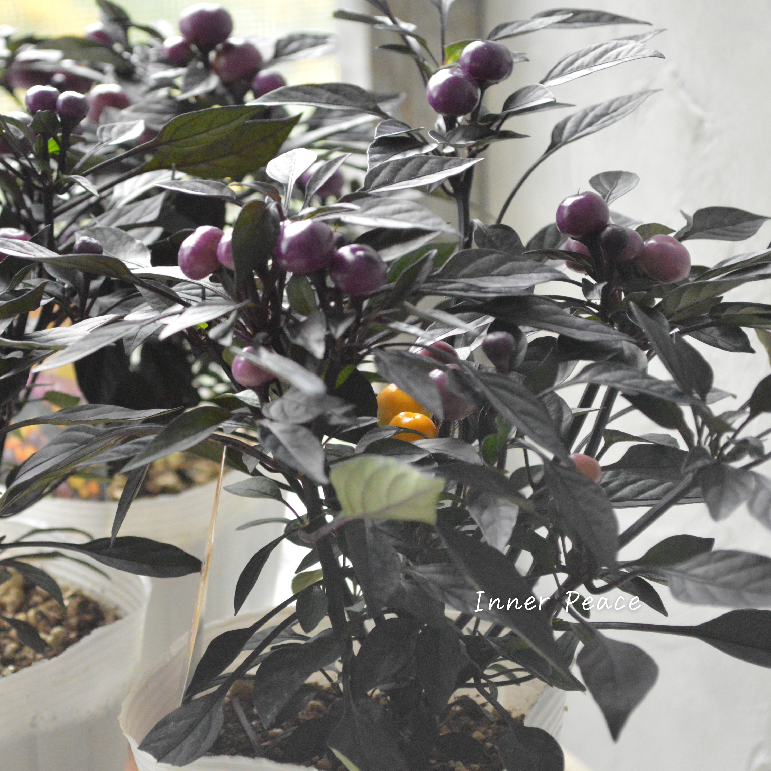 【暑さに強い】 トウガラシ 『オニキスマジックオレンジ』 3寸POT