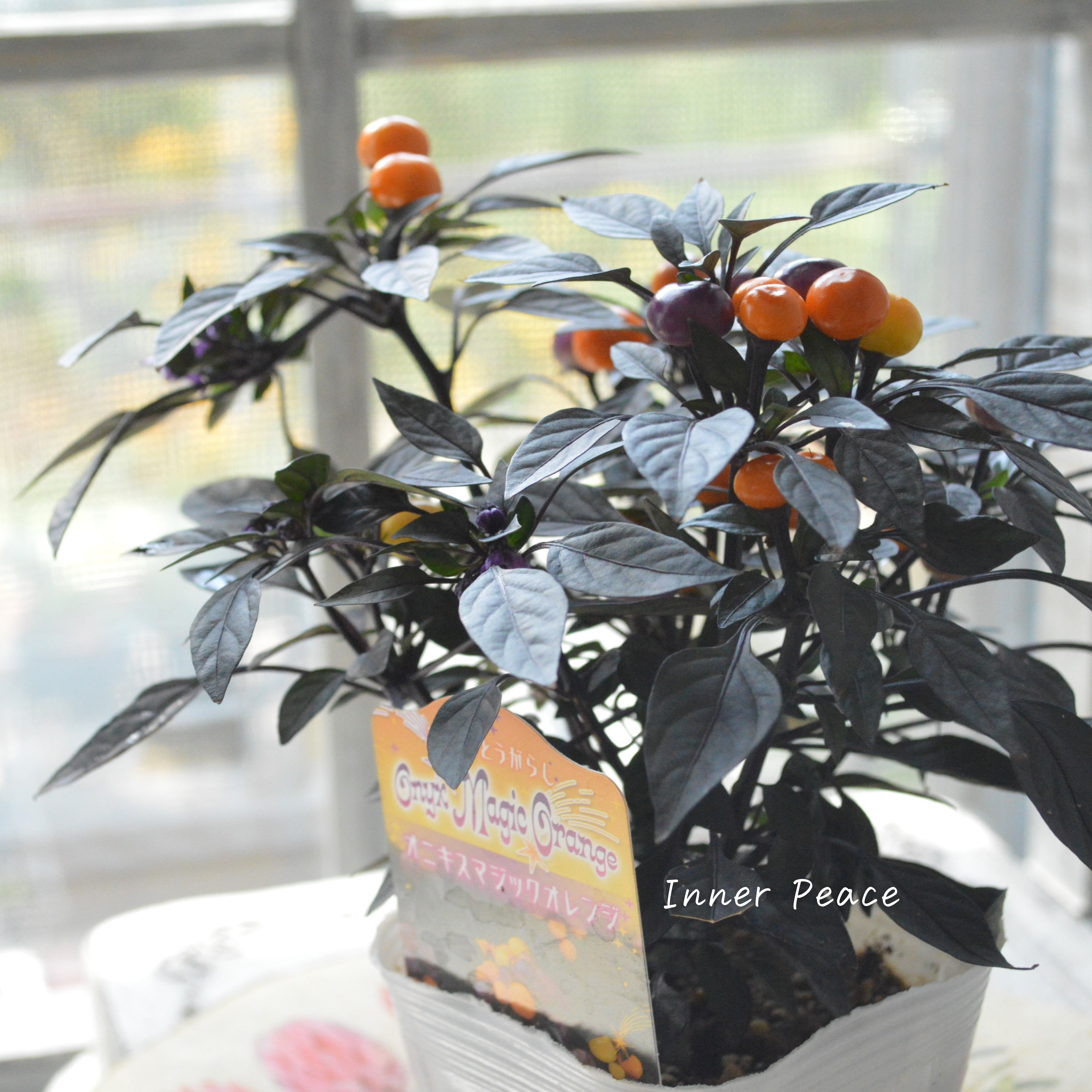 【暑さに強い】 トウガラシ 『オニキスマジックオレンジ』 3寸POT