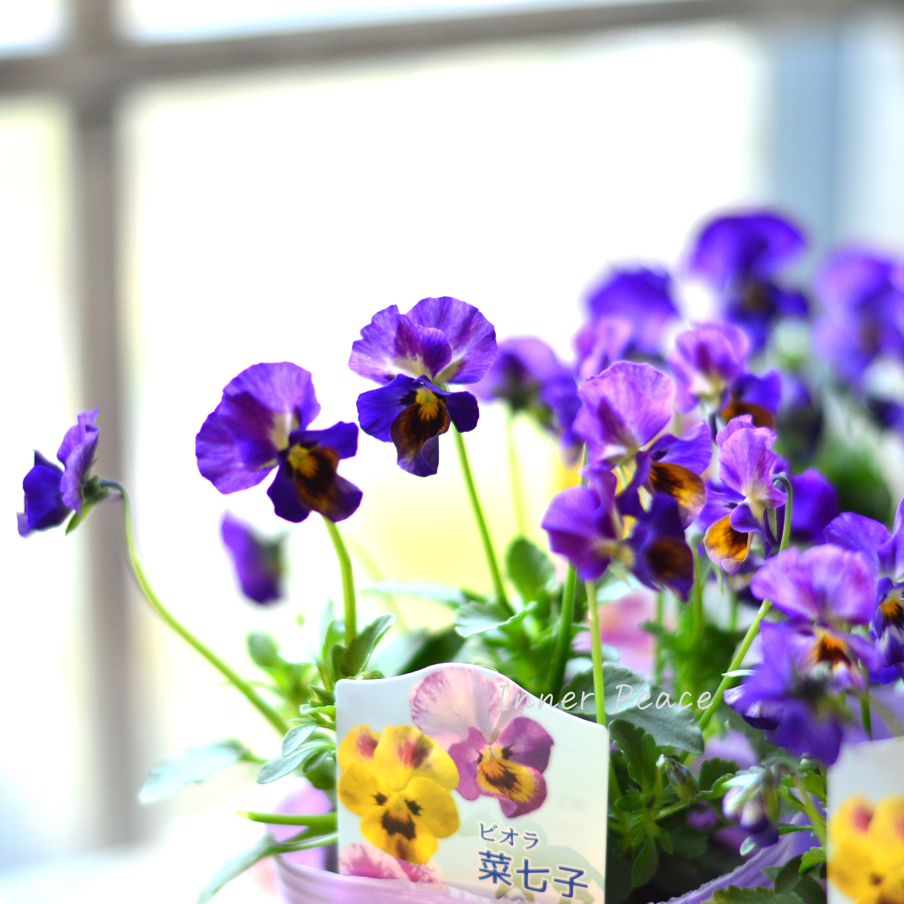 【花夢園芸さん】 ビオラ 『菜七子・Aタイプ』 3寸ロングPOT