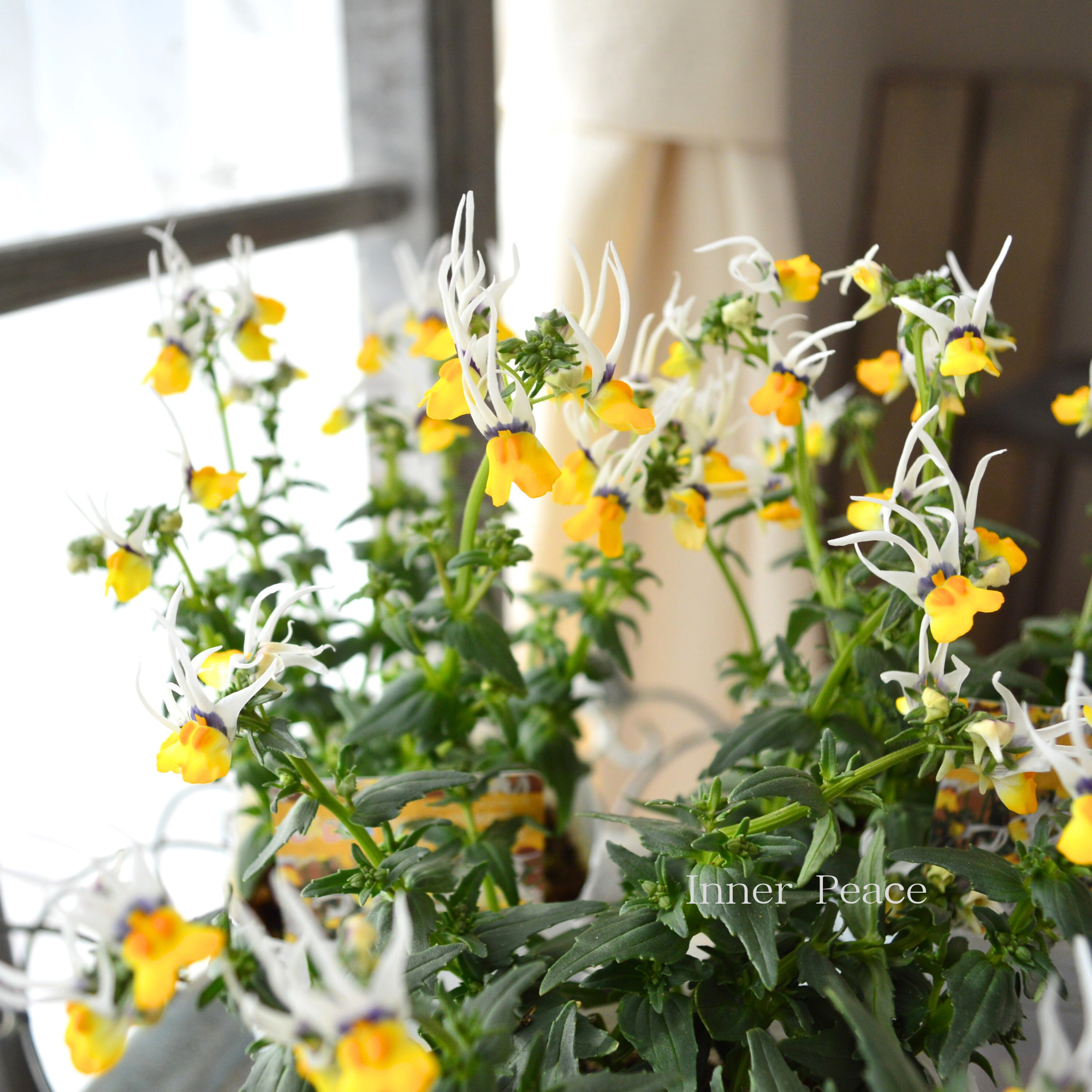 【個性的】 ネメシア 『マスカレード』 3寸ロングPOT