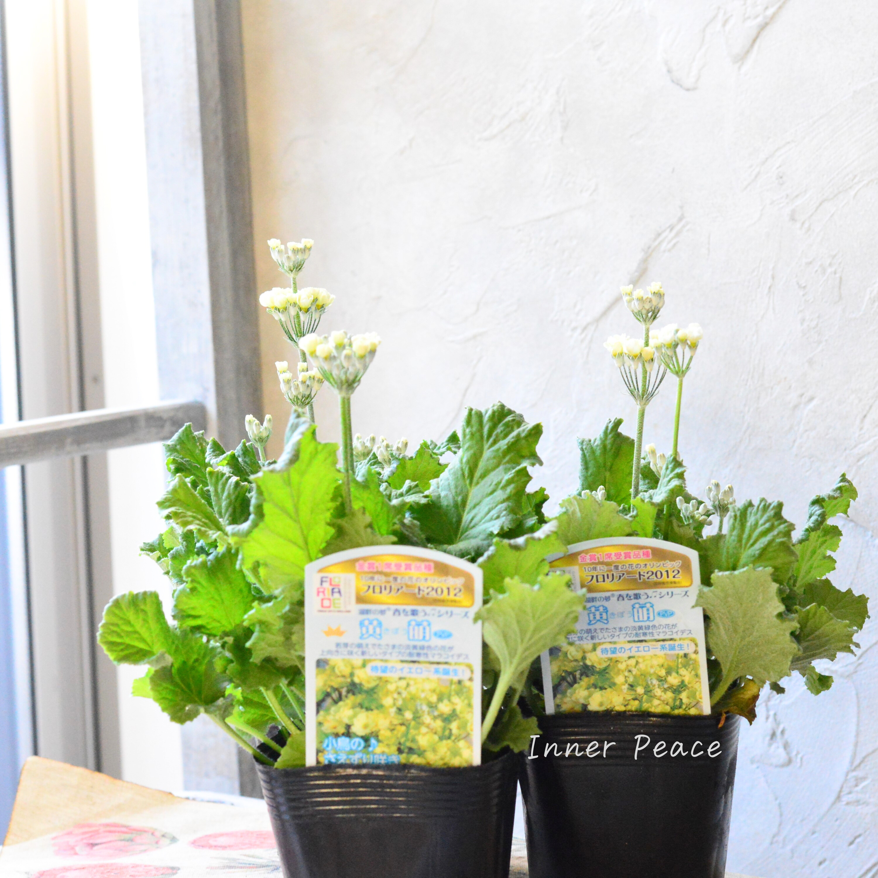 【美しい】 プリムラ マラコイデス 『黄萌~きぼう~』 3.5寸POT