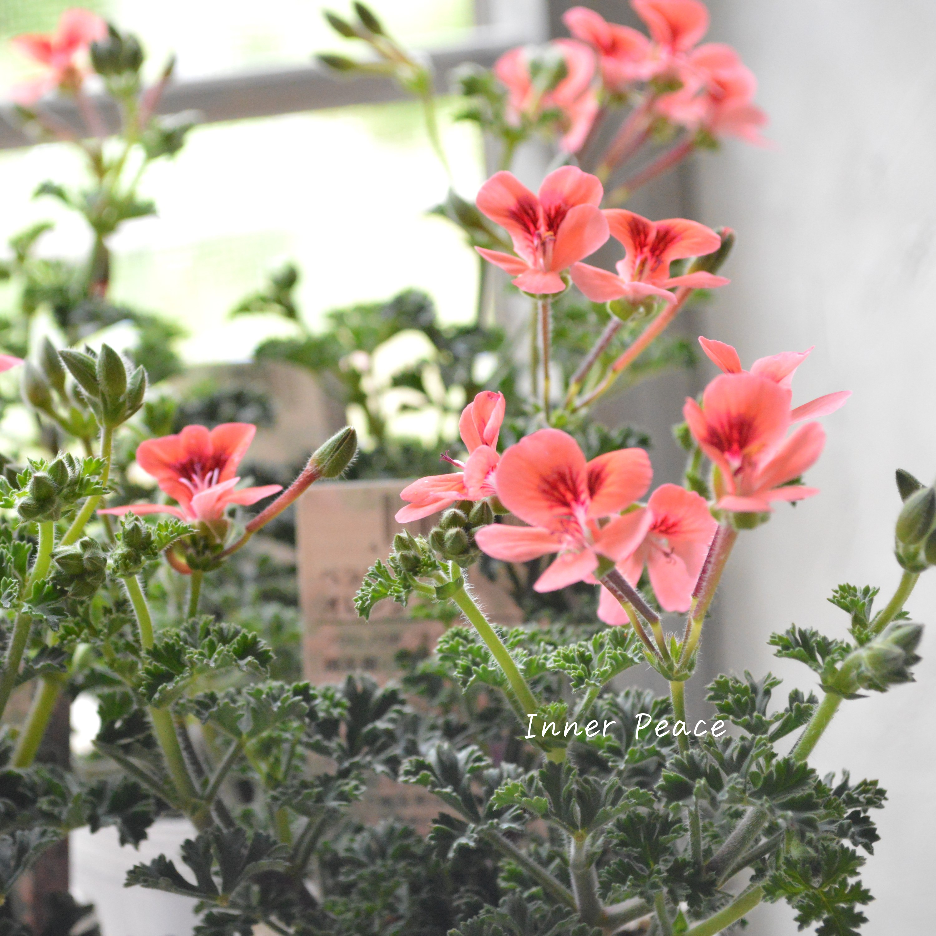 【大人かわいい】 ペラルゴニウム 『オレンジ』 3寸ロングPOT