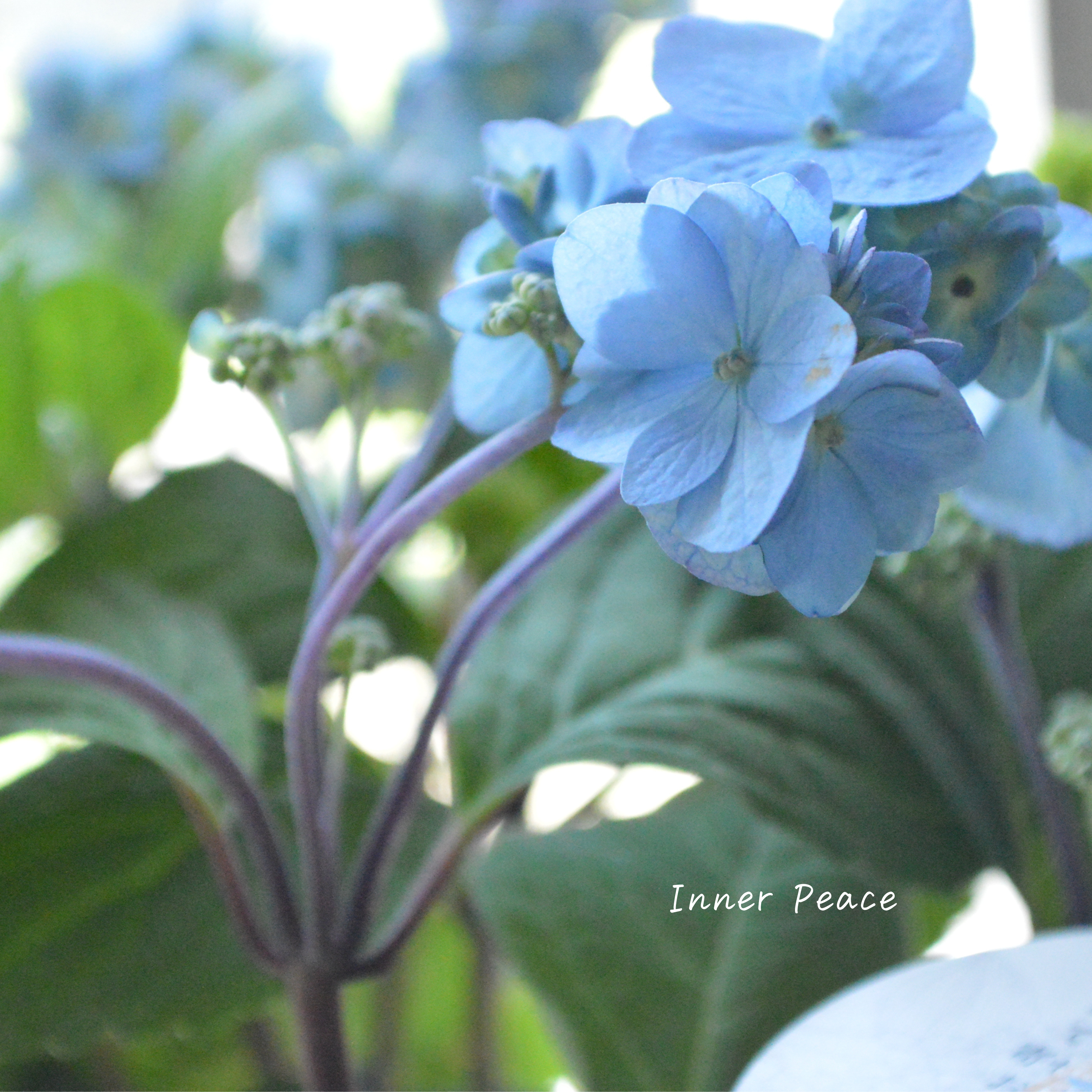 【吉岡麗子さん】 紫陽花 『九重麗華』 3号POT