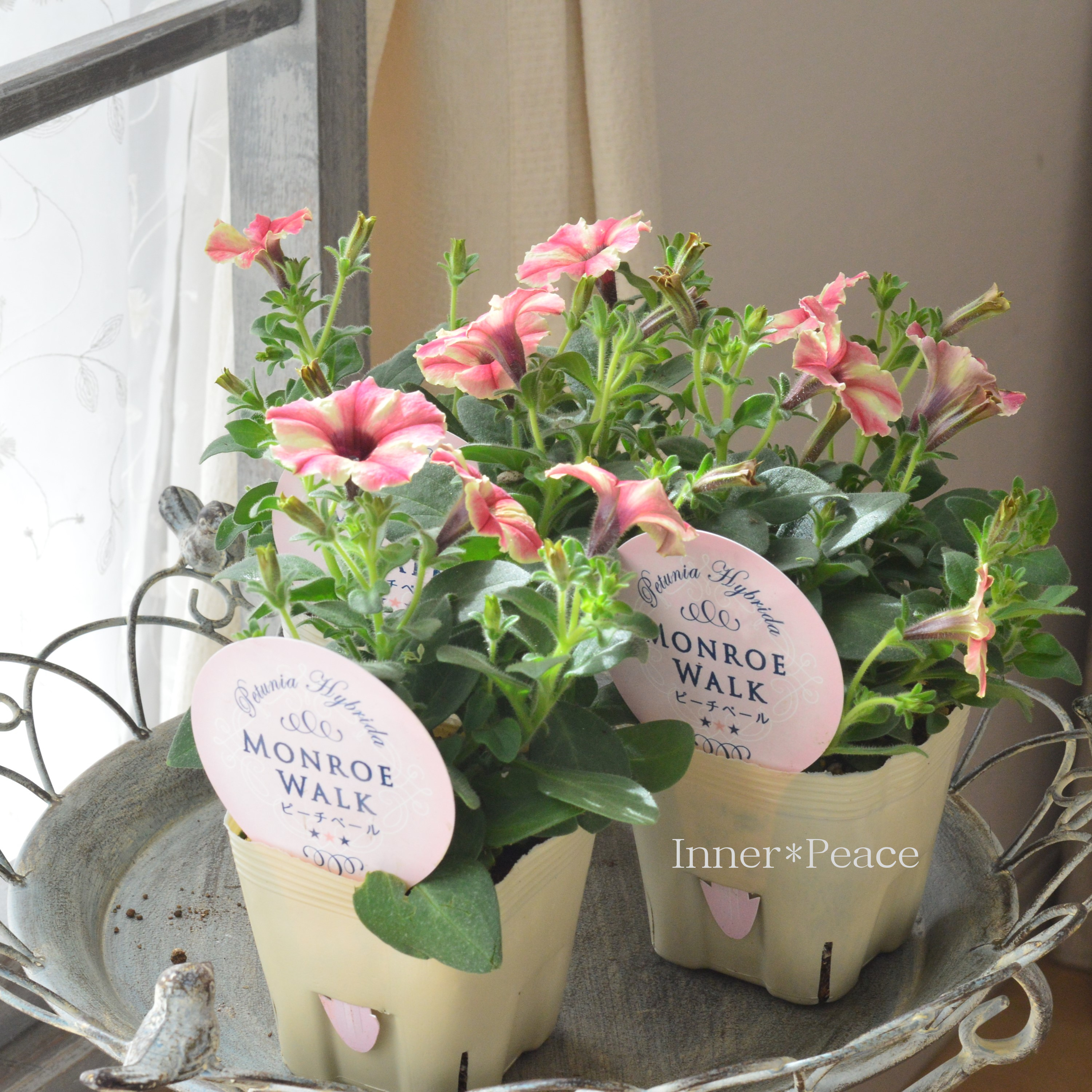 【花芳さんオリジナル】New! ペチュニア 『モンローウォーク・ピーチベール』 3.5寸POT