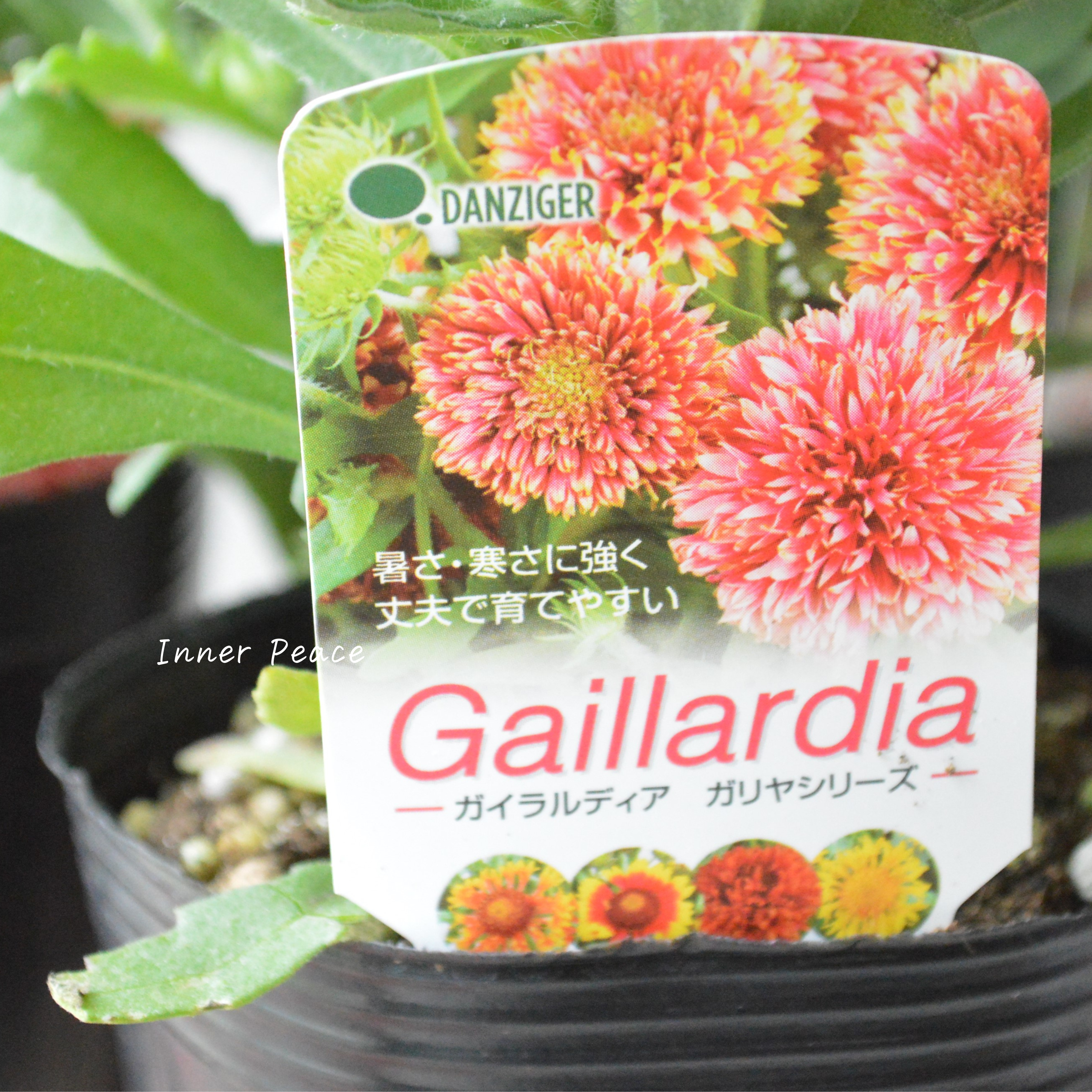 【人気】 ガイラルディア 『ガリア・コーラルスパーク』 3寸ロングPOT