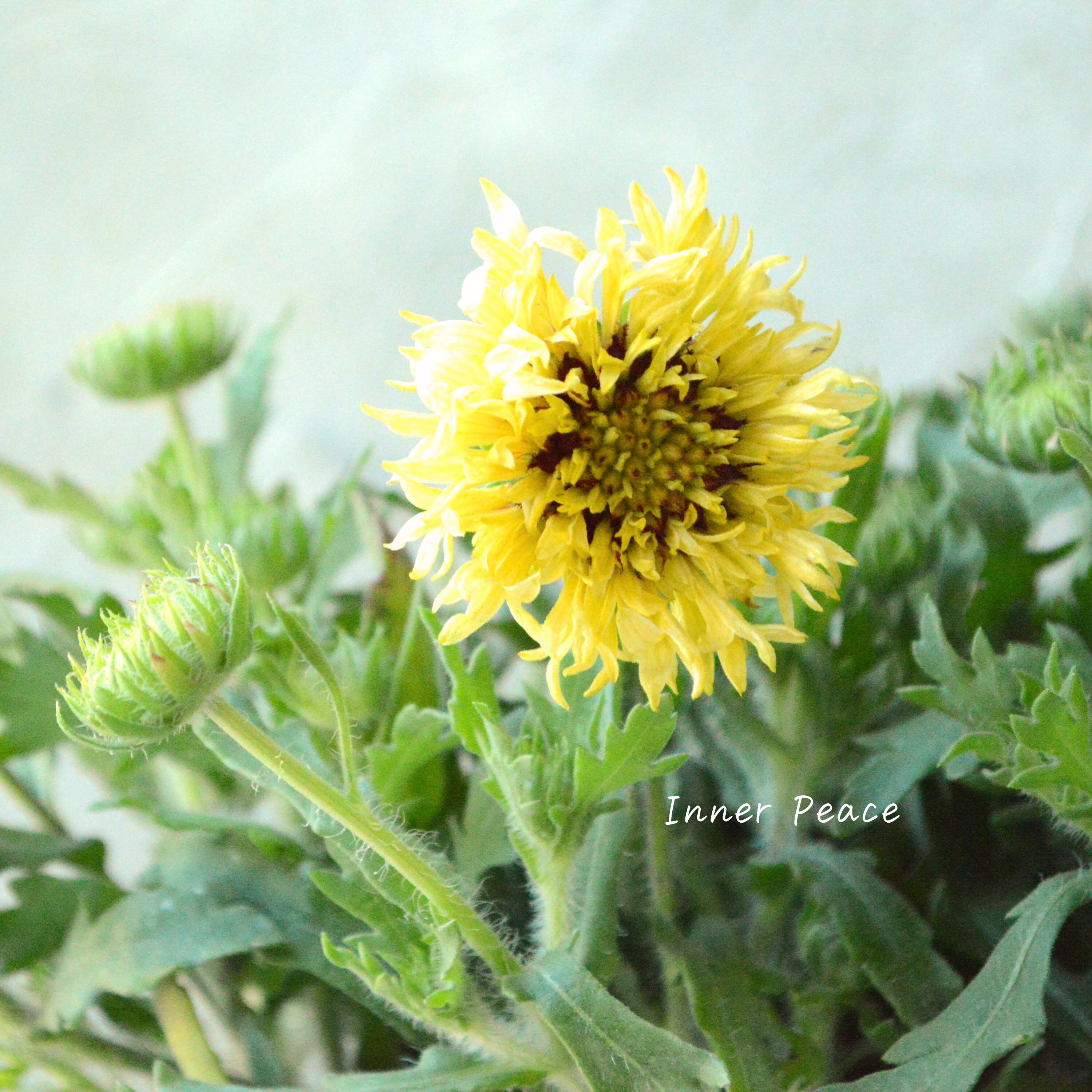 【人気】 ガイラルディア 『ガリア・コーラルスパーク』 3寸ロングPOT