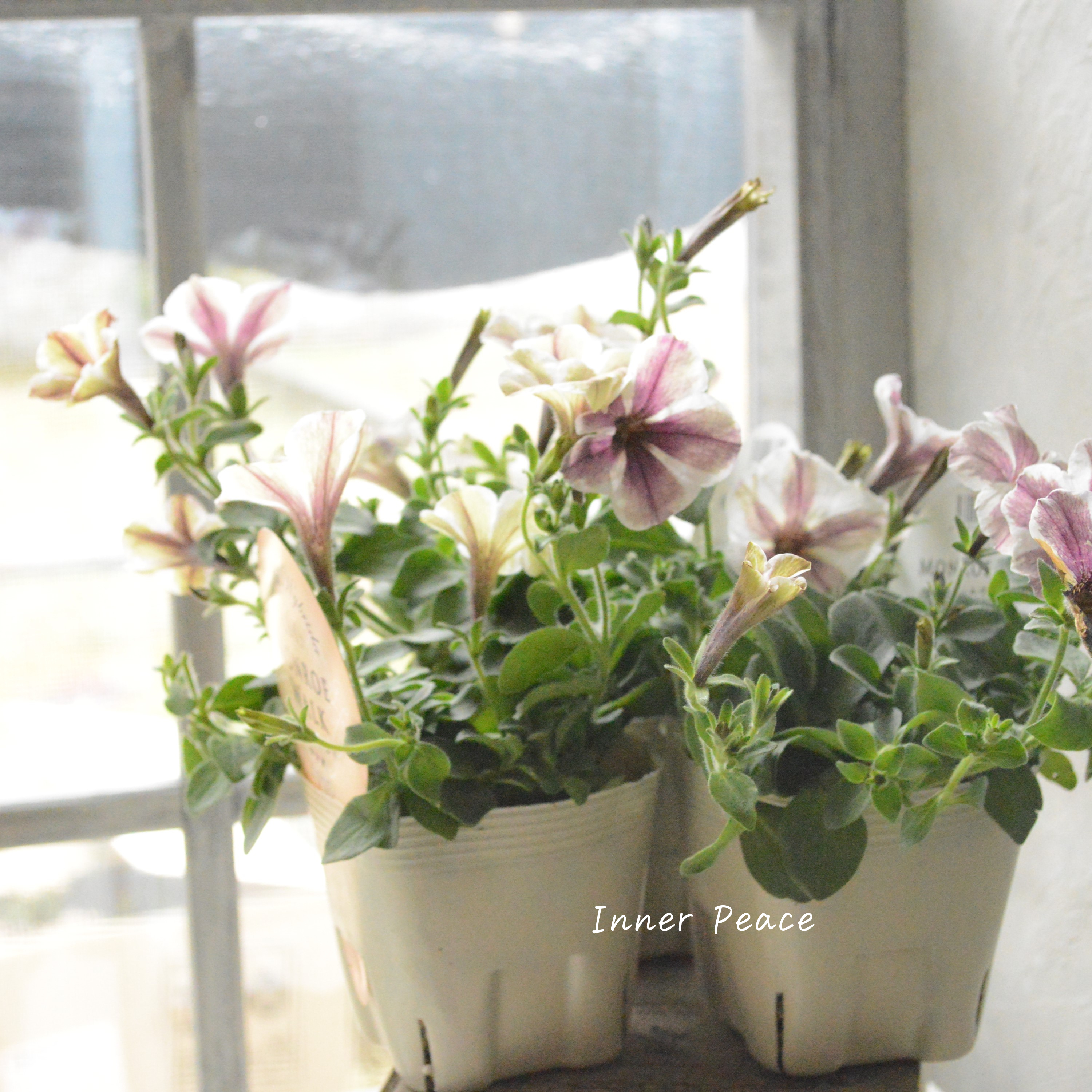 【花芳さんオリジナル】 ペチュニア 『モンローウォーク・ベールヴァルド』 3.5寸POT