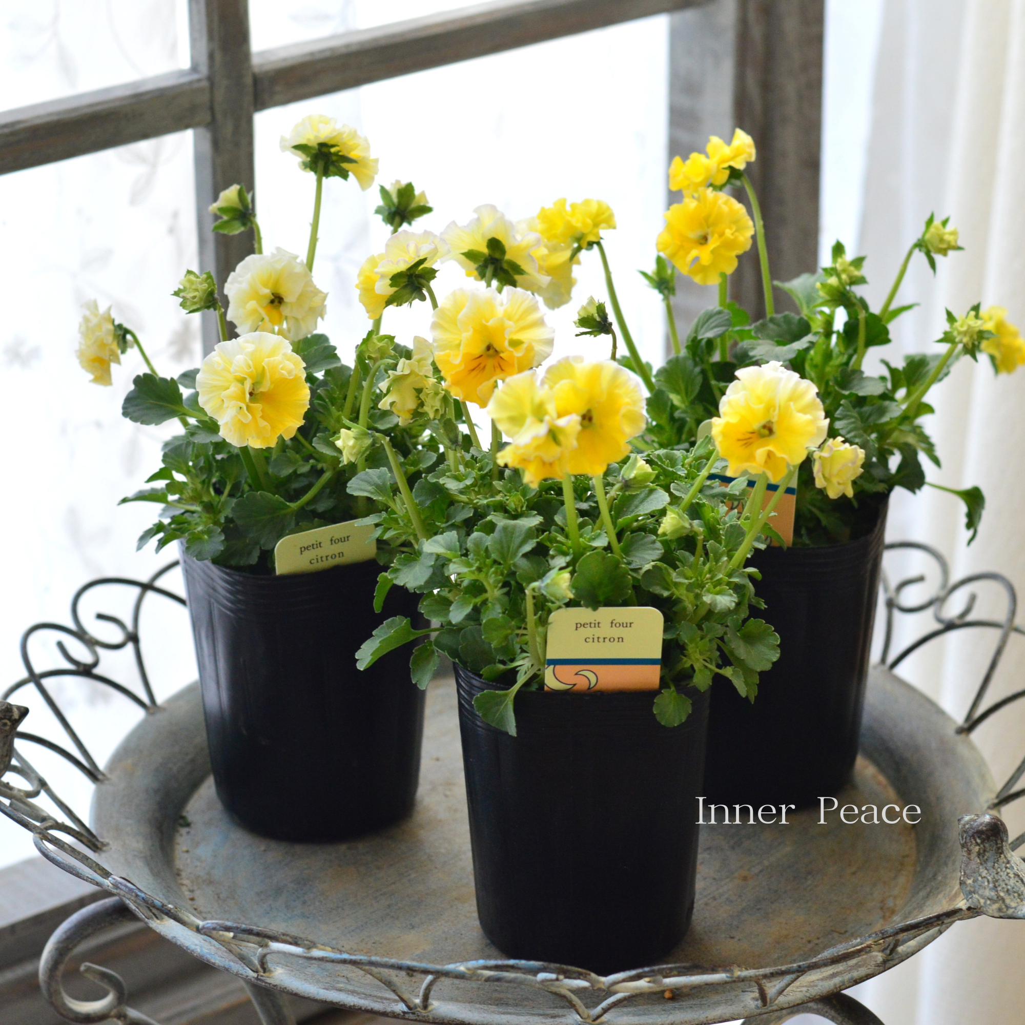 ハルグリンさん】 ビオラ 『プティフール・シトロン』 3寸POT