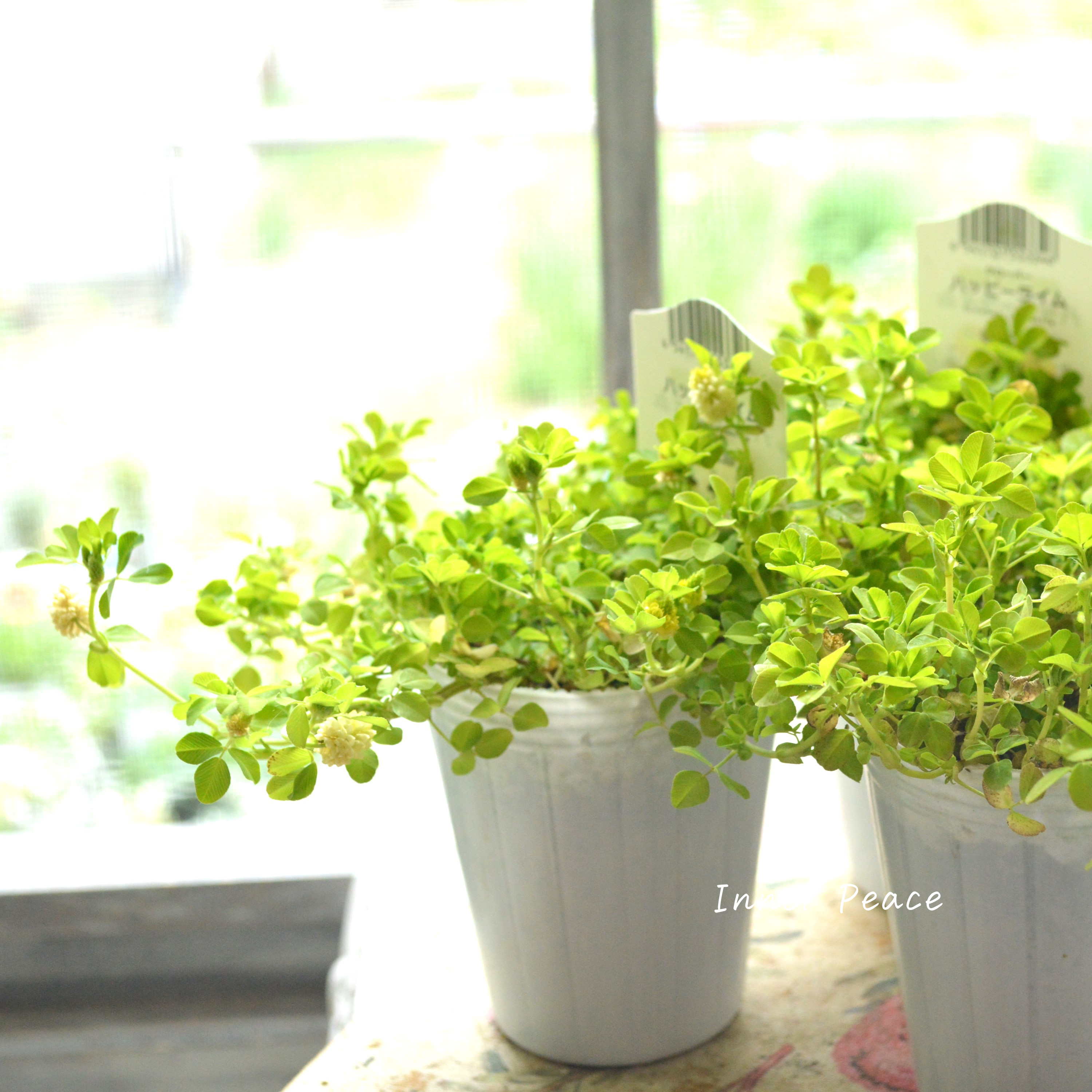 【爽やか】 クローバー 『ハッピーライム』 2.5寸ロングPOT